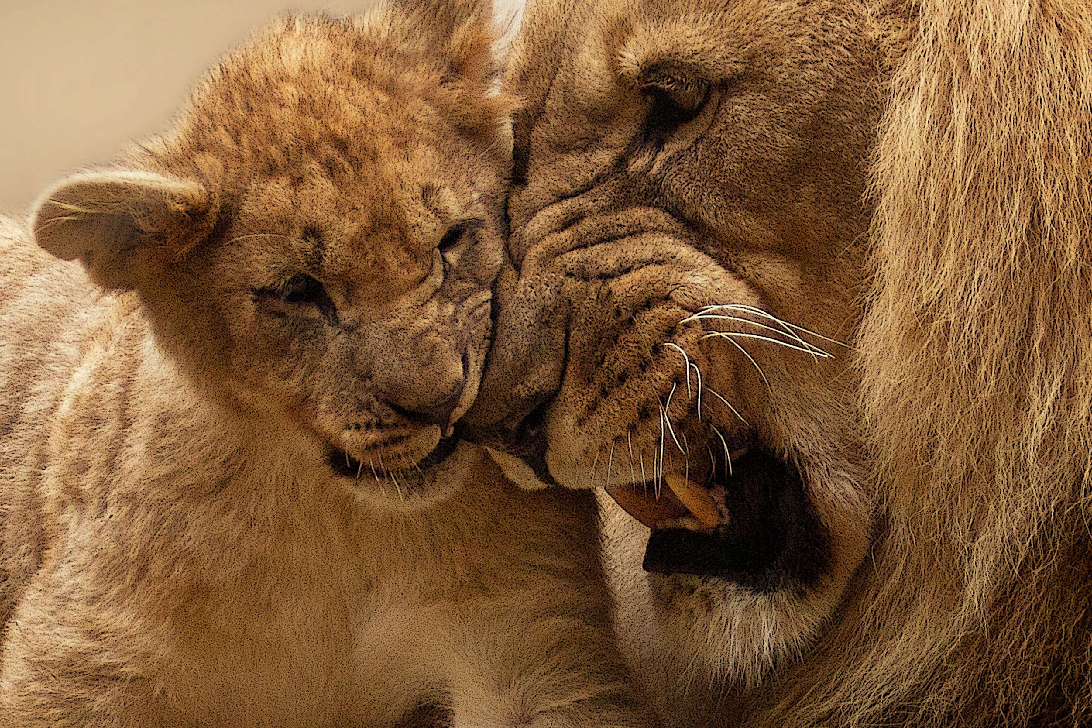 Lion cub nuzzles adult lion's face HD Wallpaper