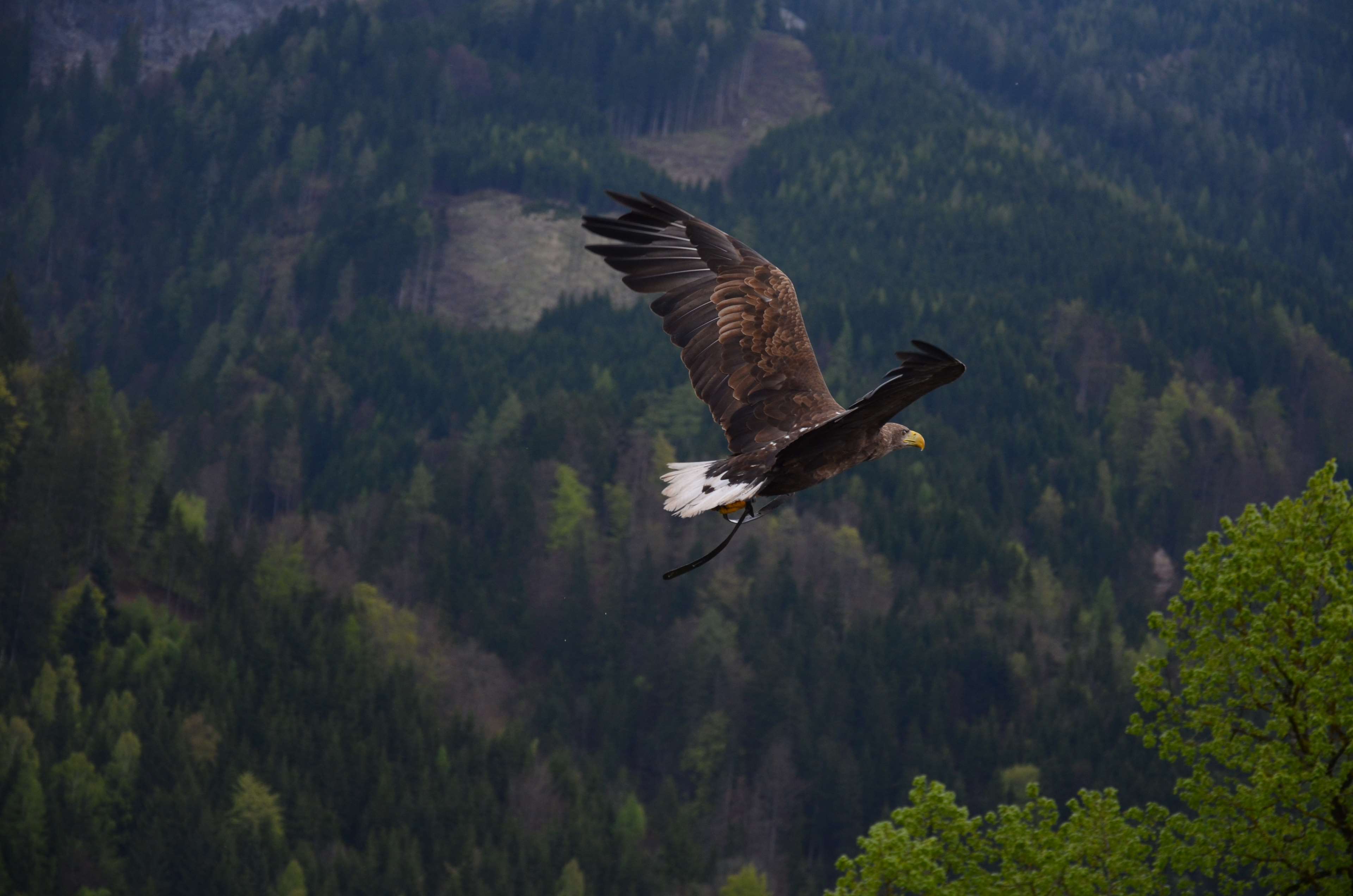 Eagle flying over a forest HD Wallpaper