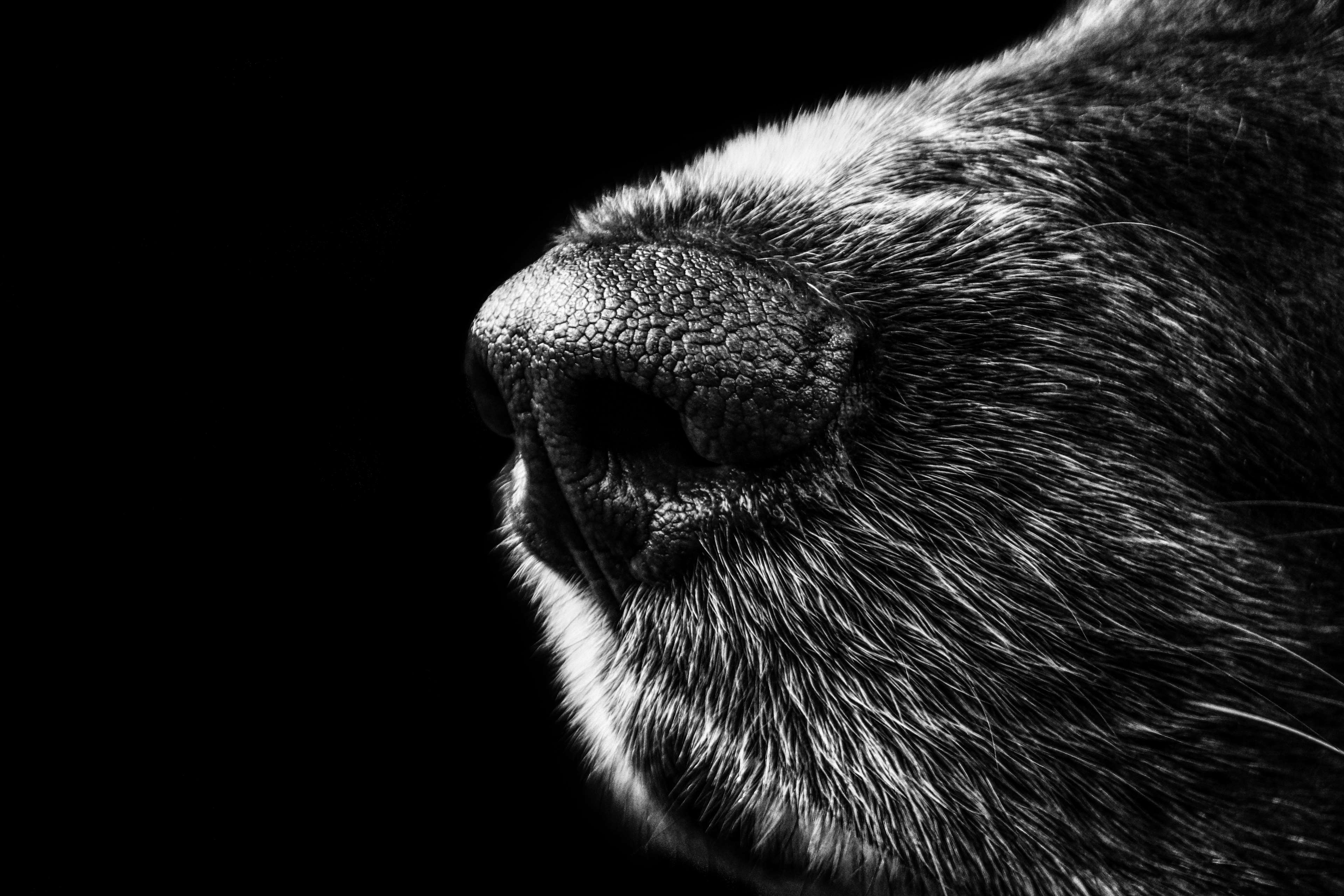 Close up of a dog's nose and fur in black and white HD Wallpaper