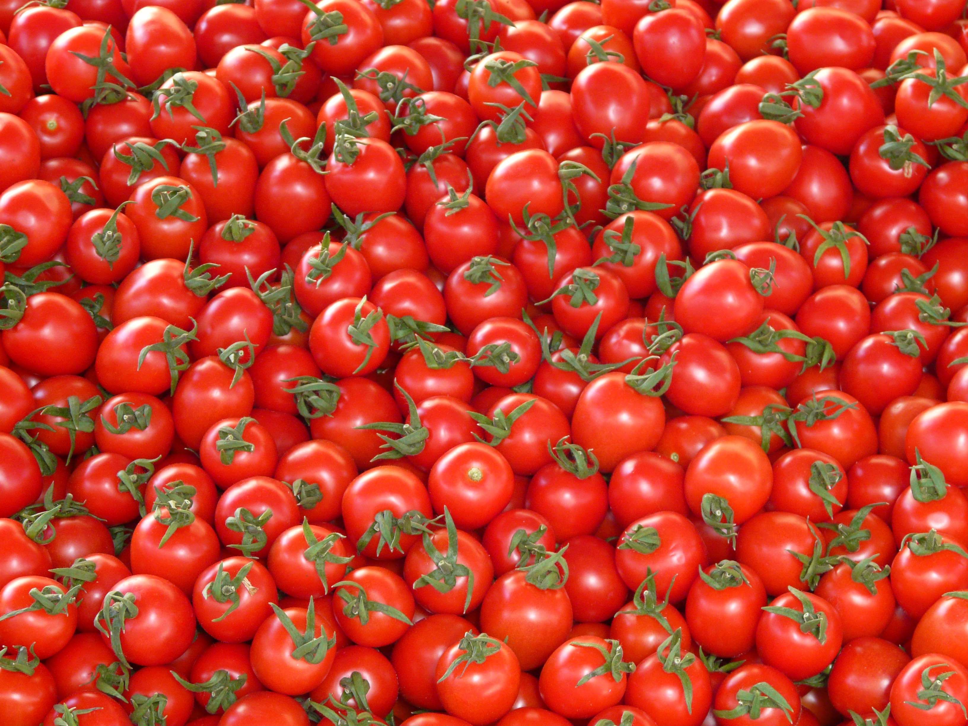 Pile of fresh red tomatoes HD Wallpaper