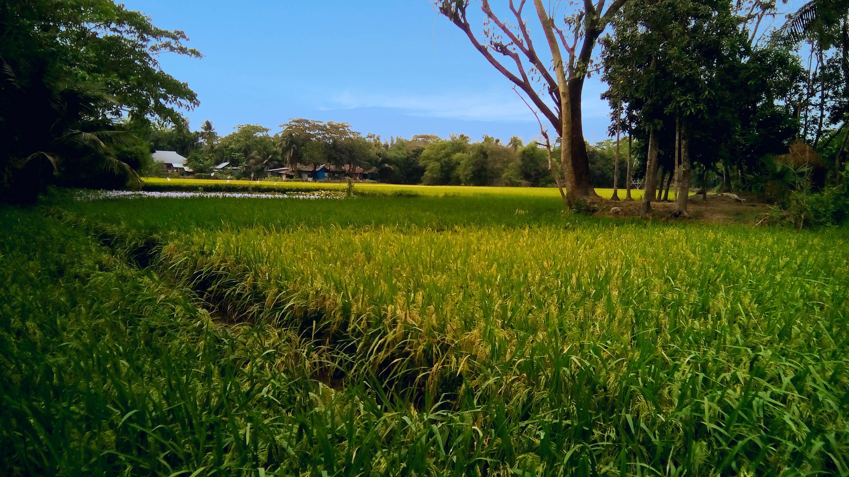 Rice paddy field with trees and houses in the background HD Wallpaper