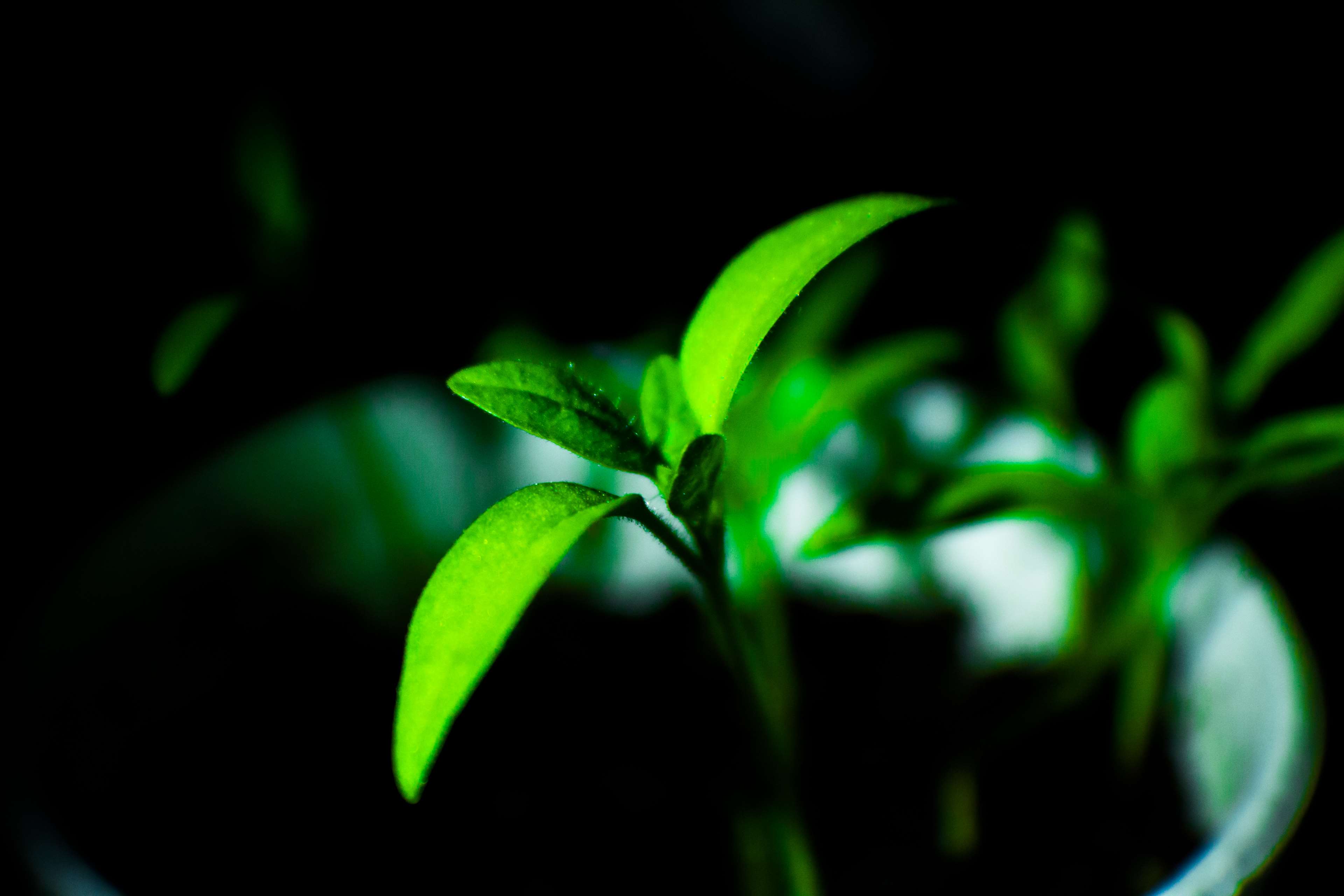 Green plant seedling in the dark 4K HD Wallpaper