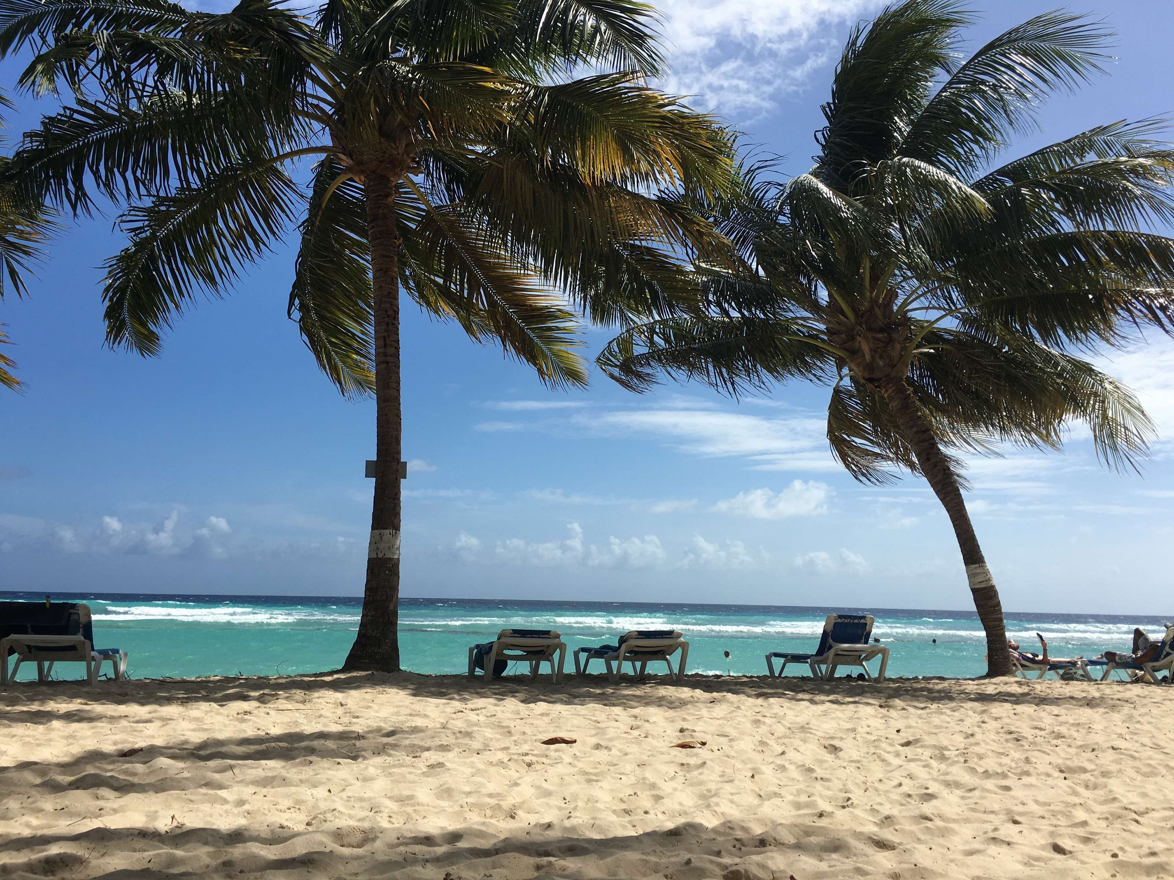 Barbados beach with palm trees and ocean waves 4K HD Wallpaper