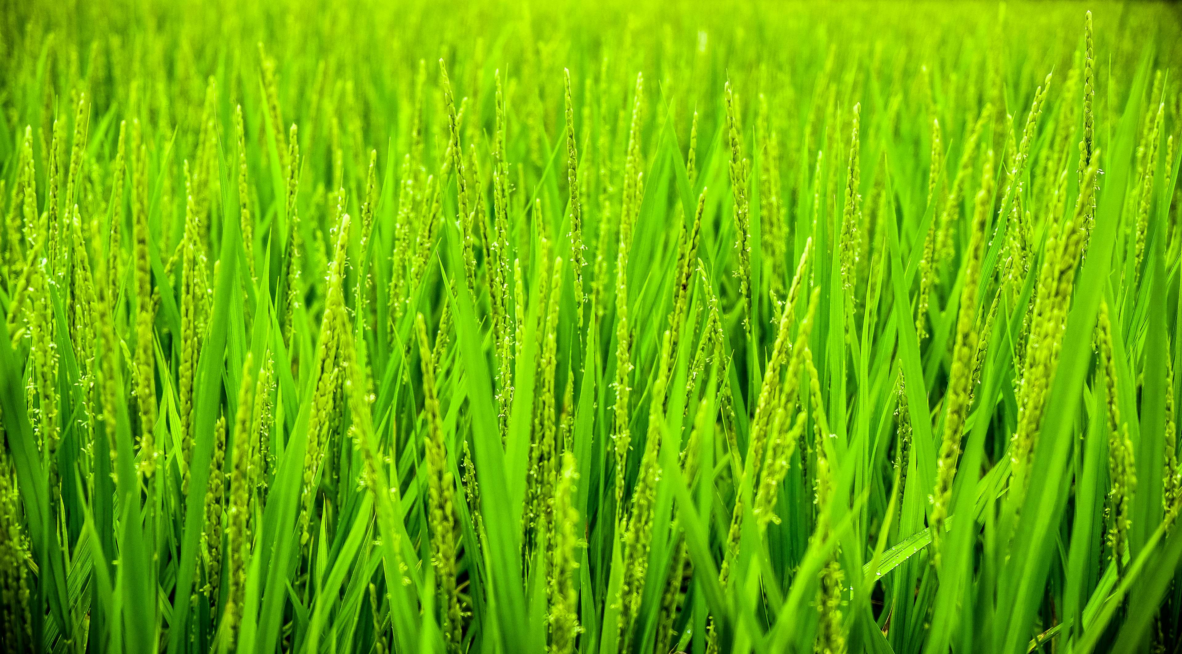 Green unripe rice field 4K HD Wallpaper