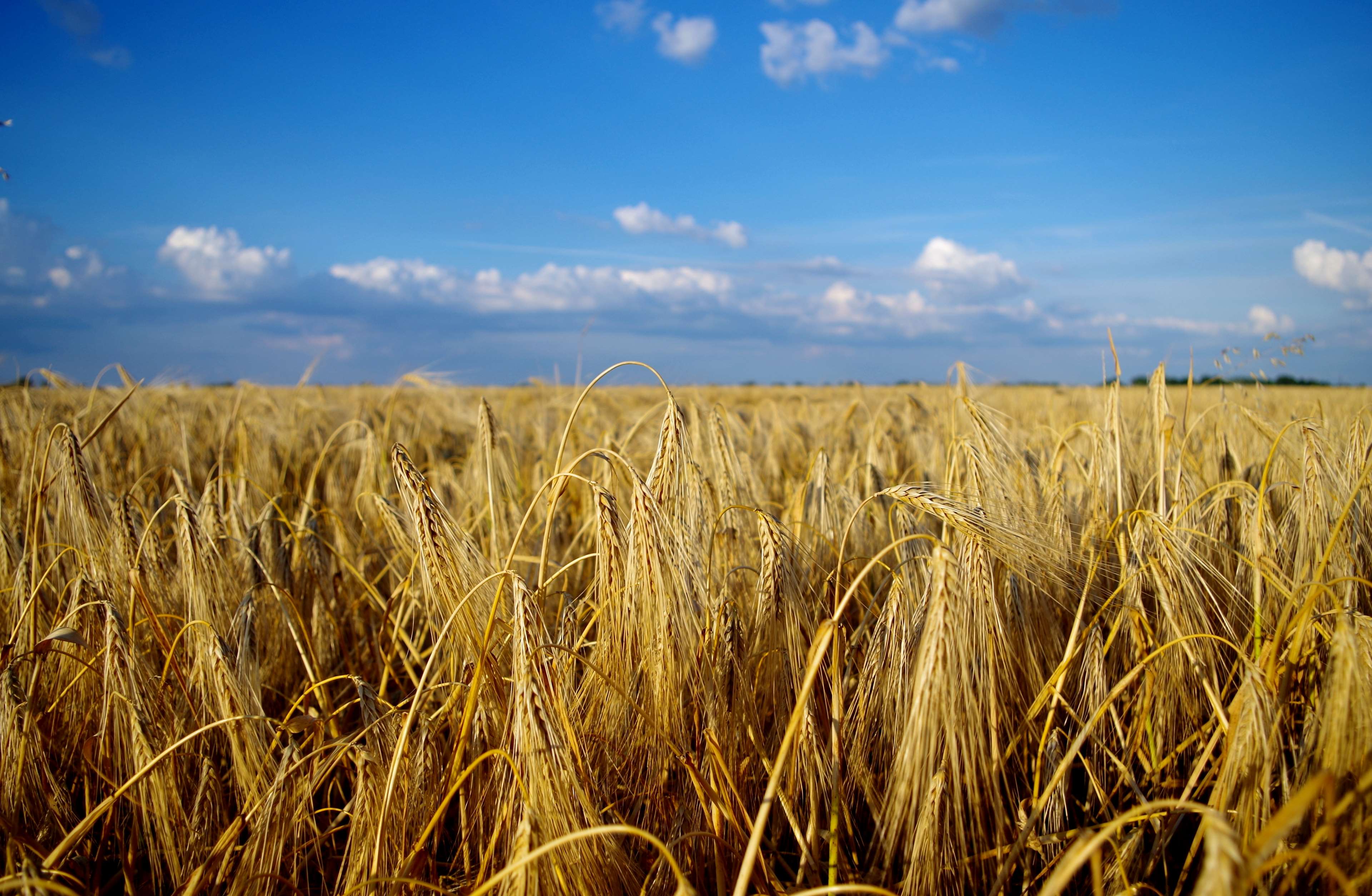 Wheat field under a blue sky with clouds HD Wallpaper
