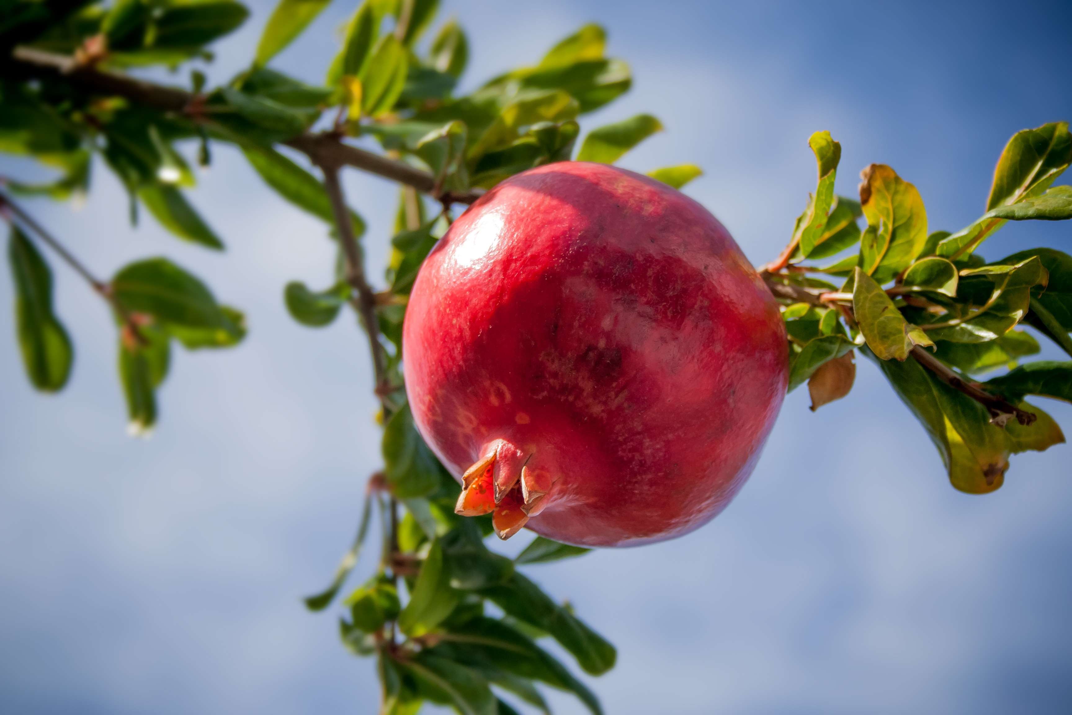 A ripe pomegranate hangs from a tree branch against a blue sky. HD Wallpaper