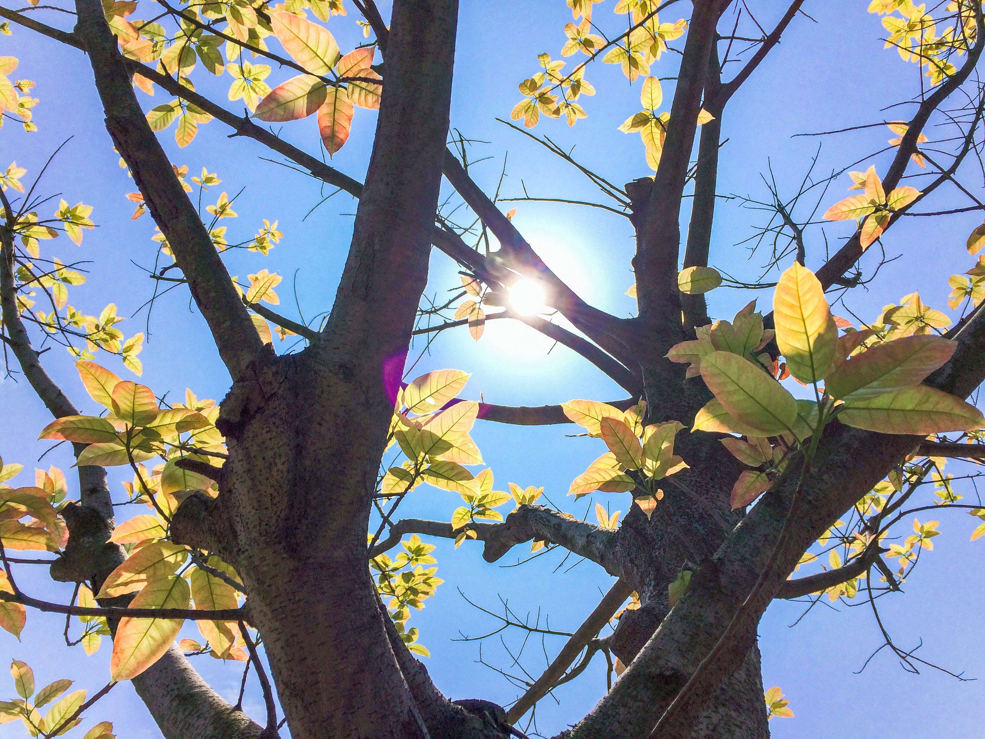 Sunlit Tree Branches with Golden Leaves HD Wallpaper