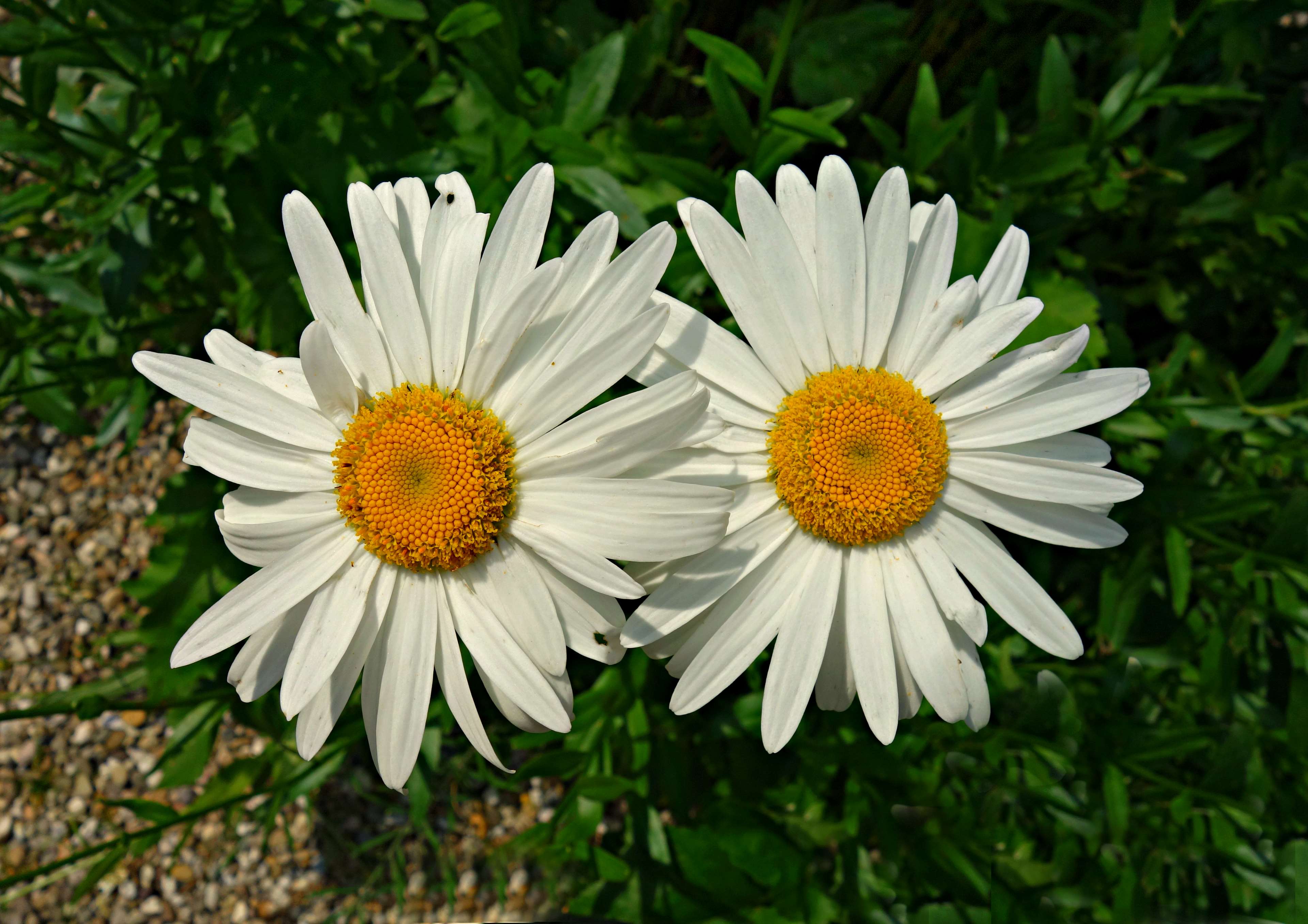 Two white daisies with yellow centers HD Wallpaper