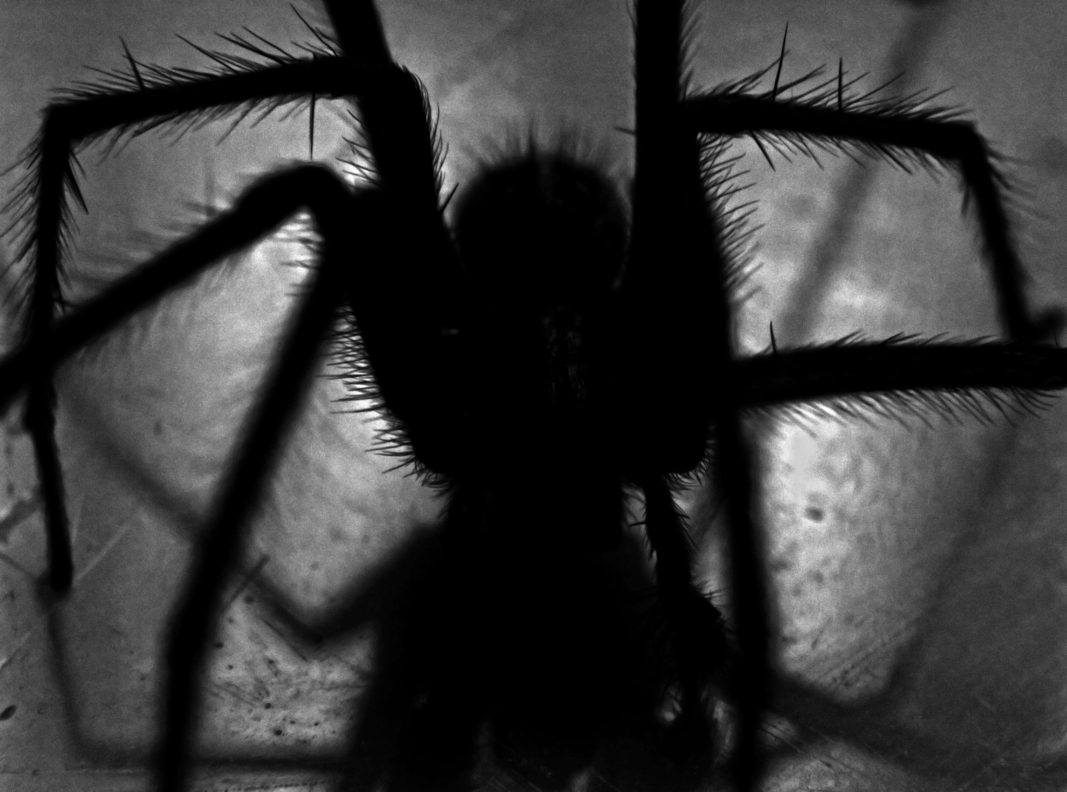 Close-up silhouette of a hairy spider HD Wallpaper