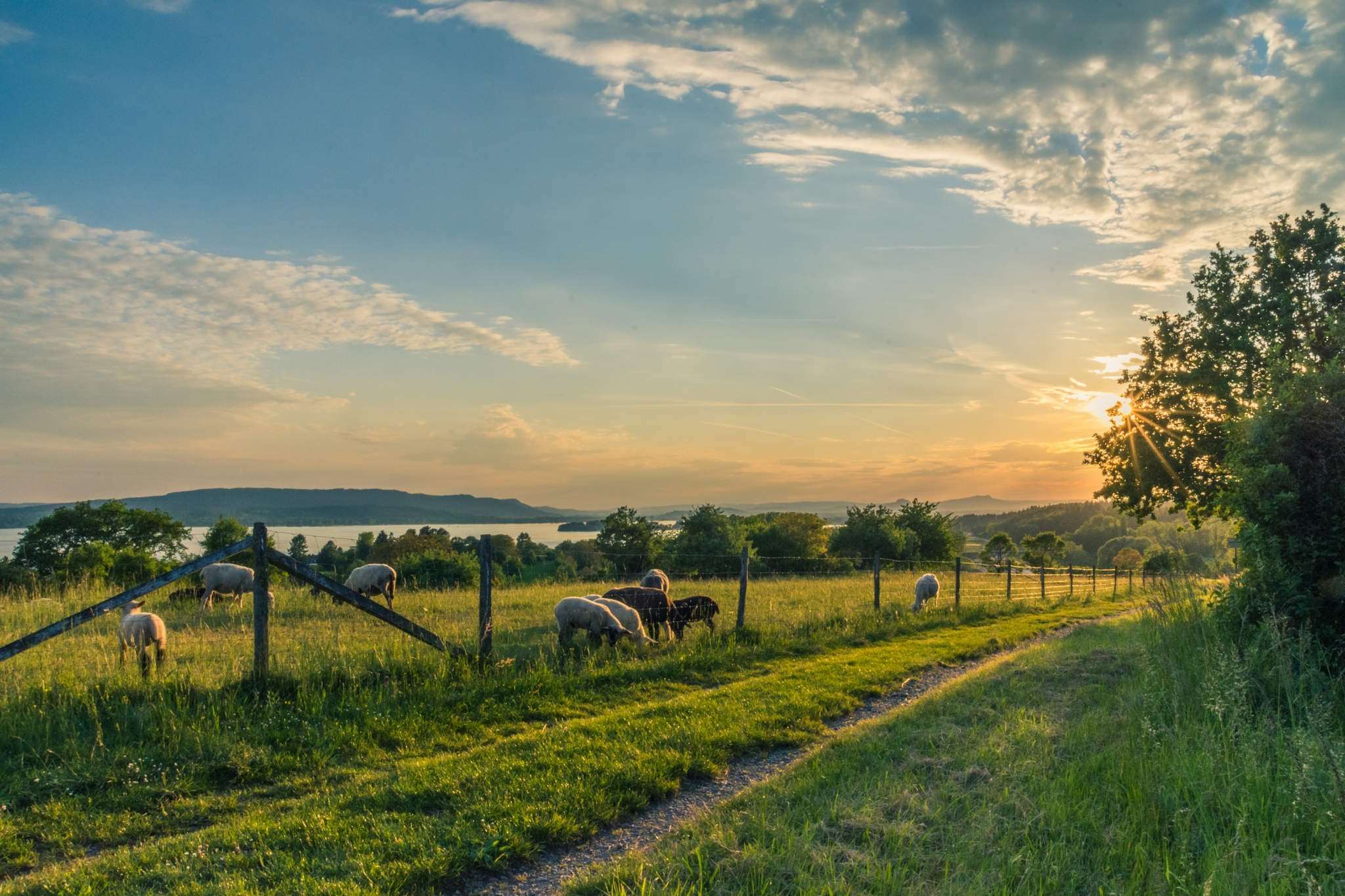 Sheep grazing in a field at sunset HD Wallpaper