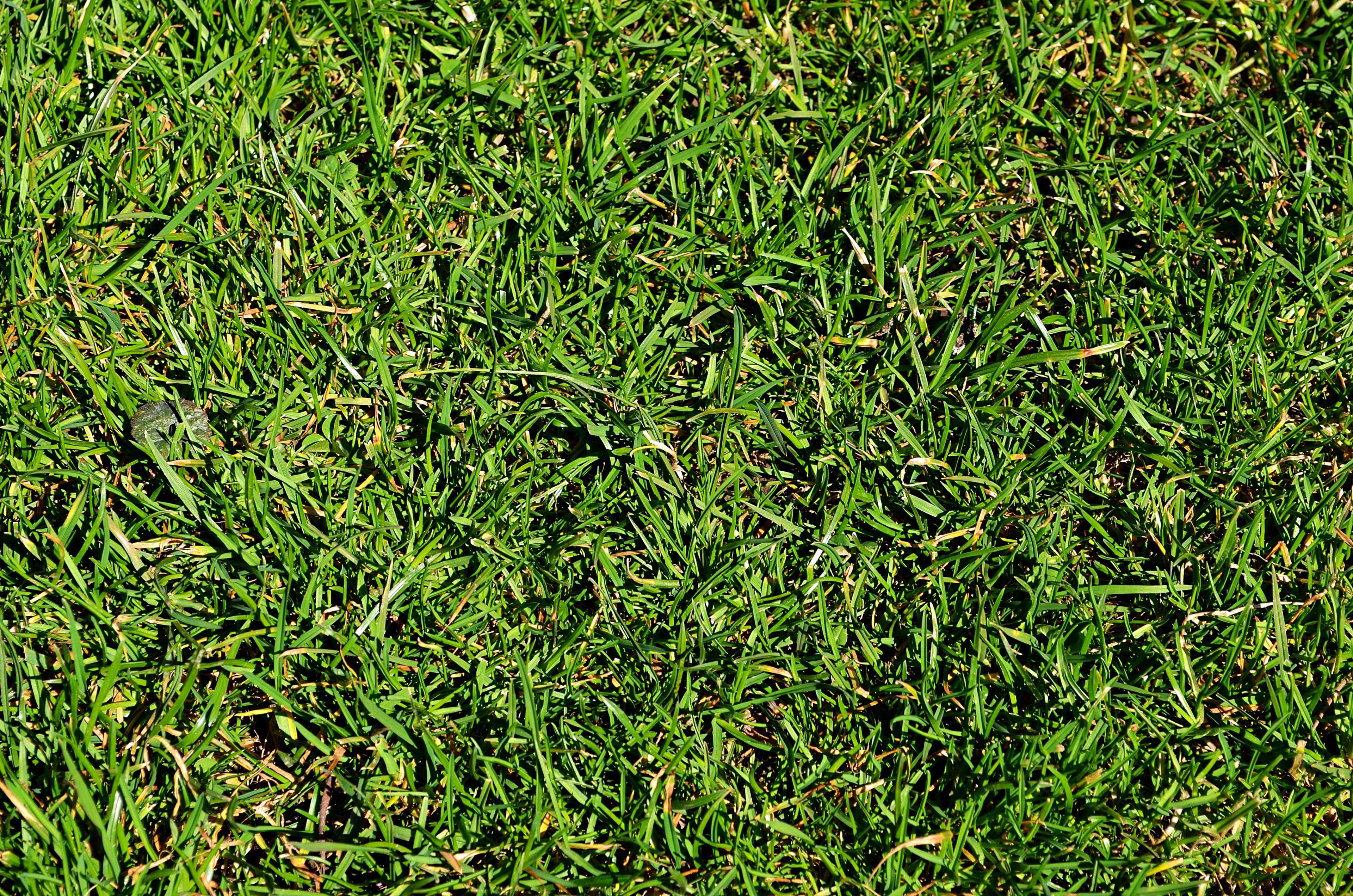 Close-up of green grass on a lawn HD Wallpaper