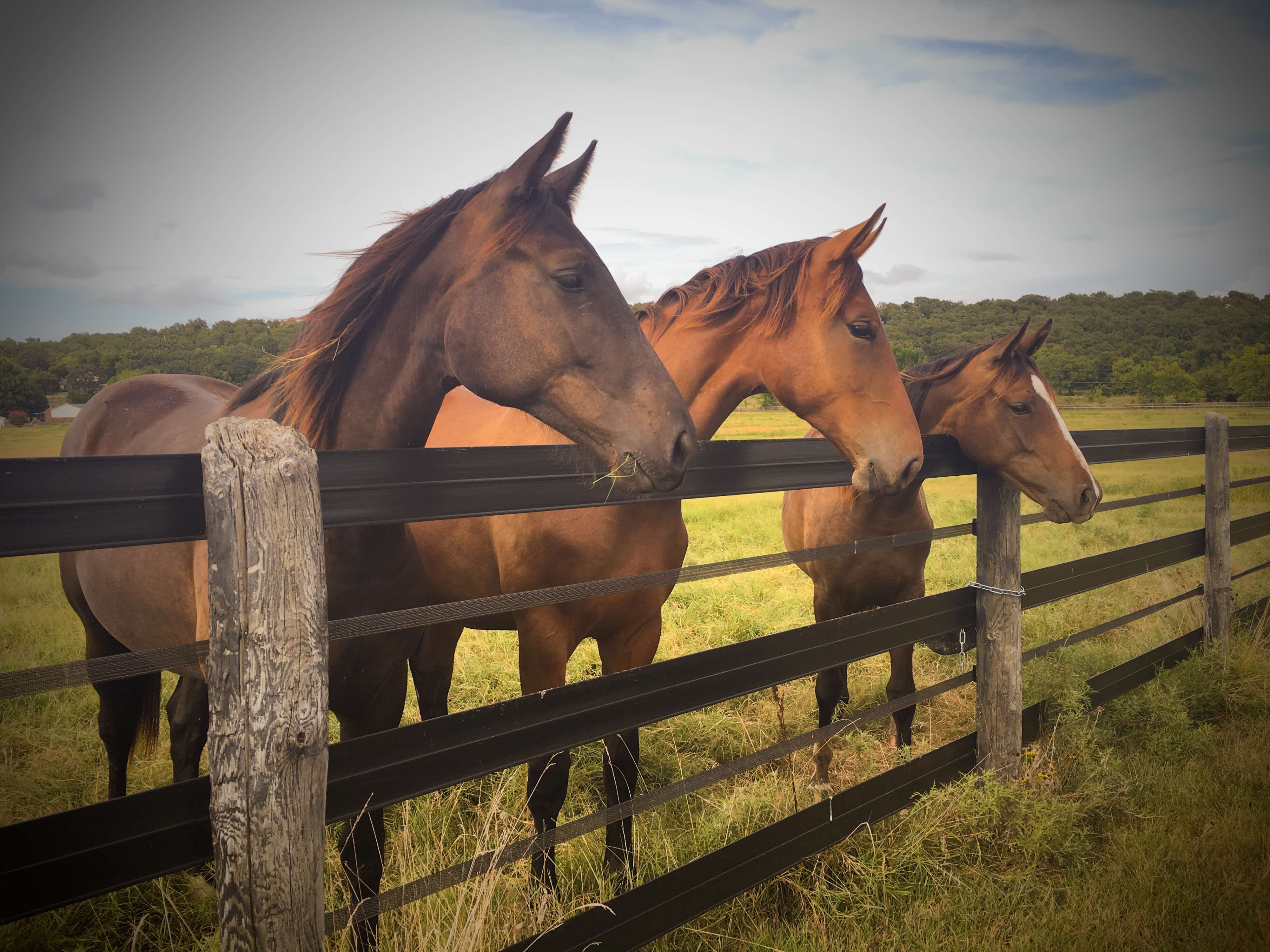 Three horses behind a fence on a farm HD Wallpaper