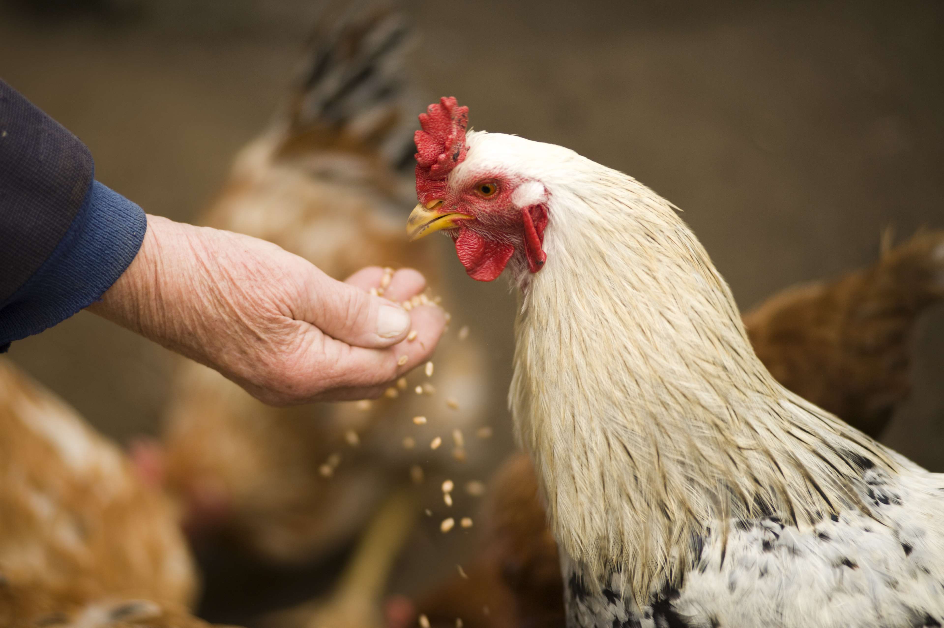 Person feeding grains to a rooster and chickens HD Wallpaper