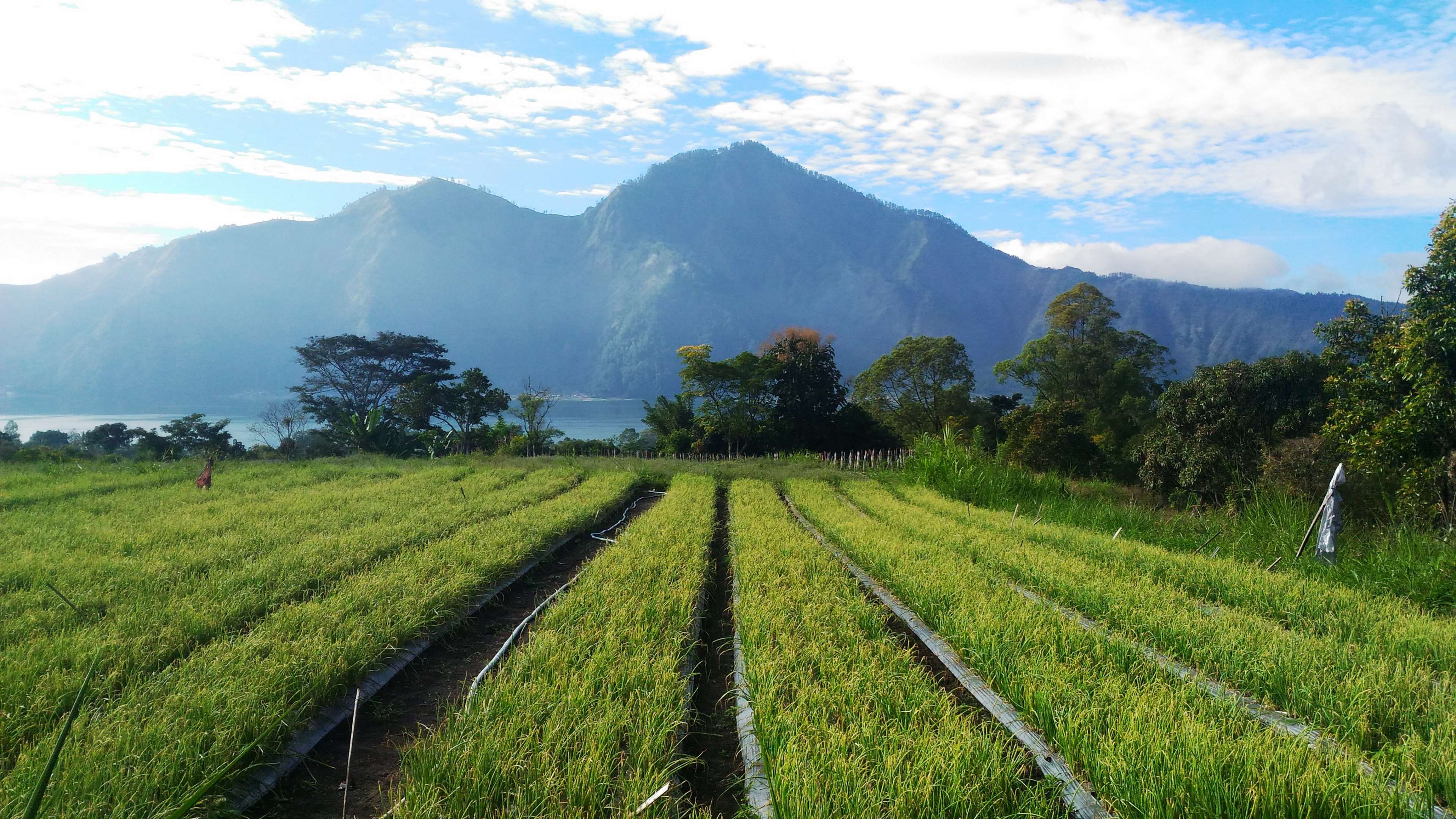 Farm fields with mountains and lake in the background HD Wallpaper