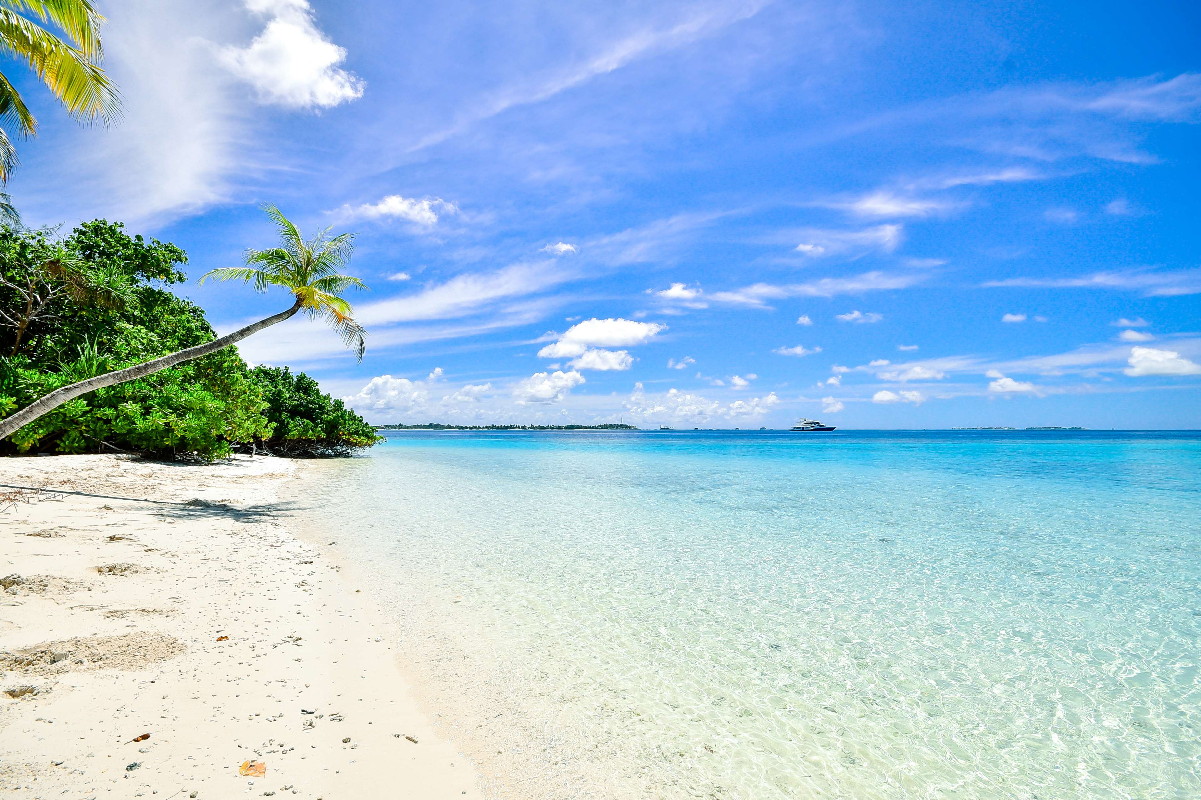 Tropical beach with palm trees and clear blue ocean HD Wallpaper