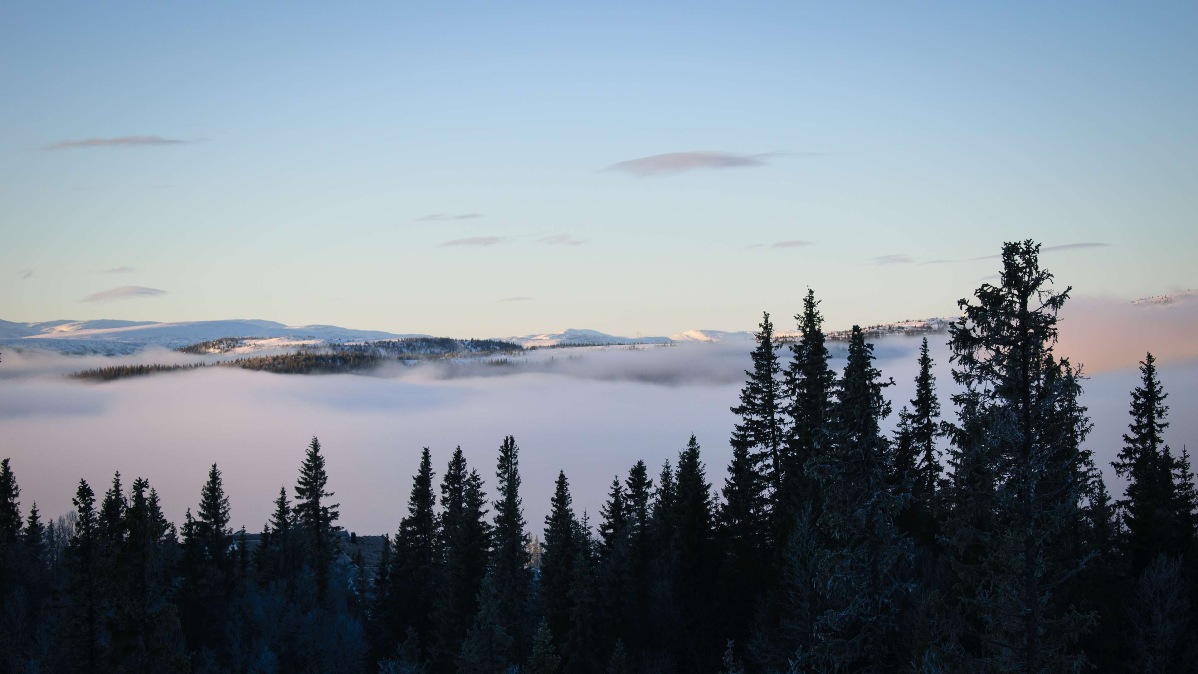 Foggy mountain forest landscape with pine trees HD Wallpaper