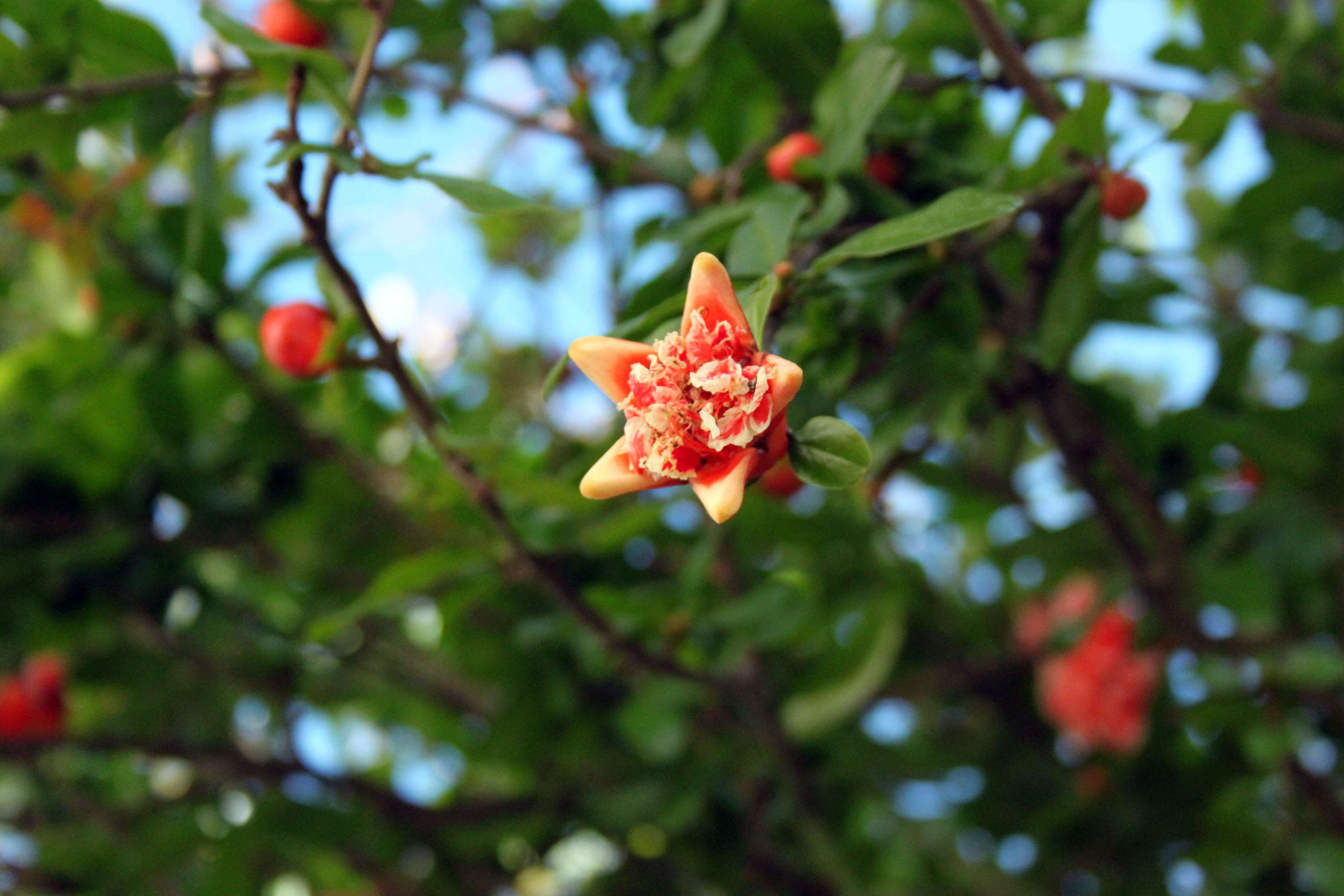Pomegranate flower on a branch HD Wallpaper