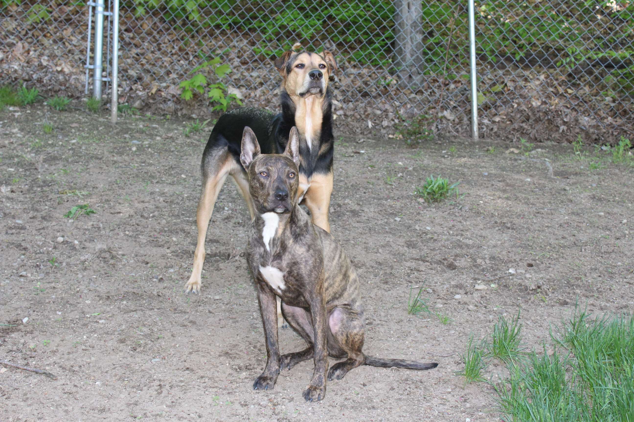 Two dogs, a brindle pitbull mix and a German shepherd mix, in a yard HD Wallpaper