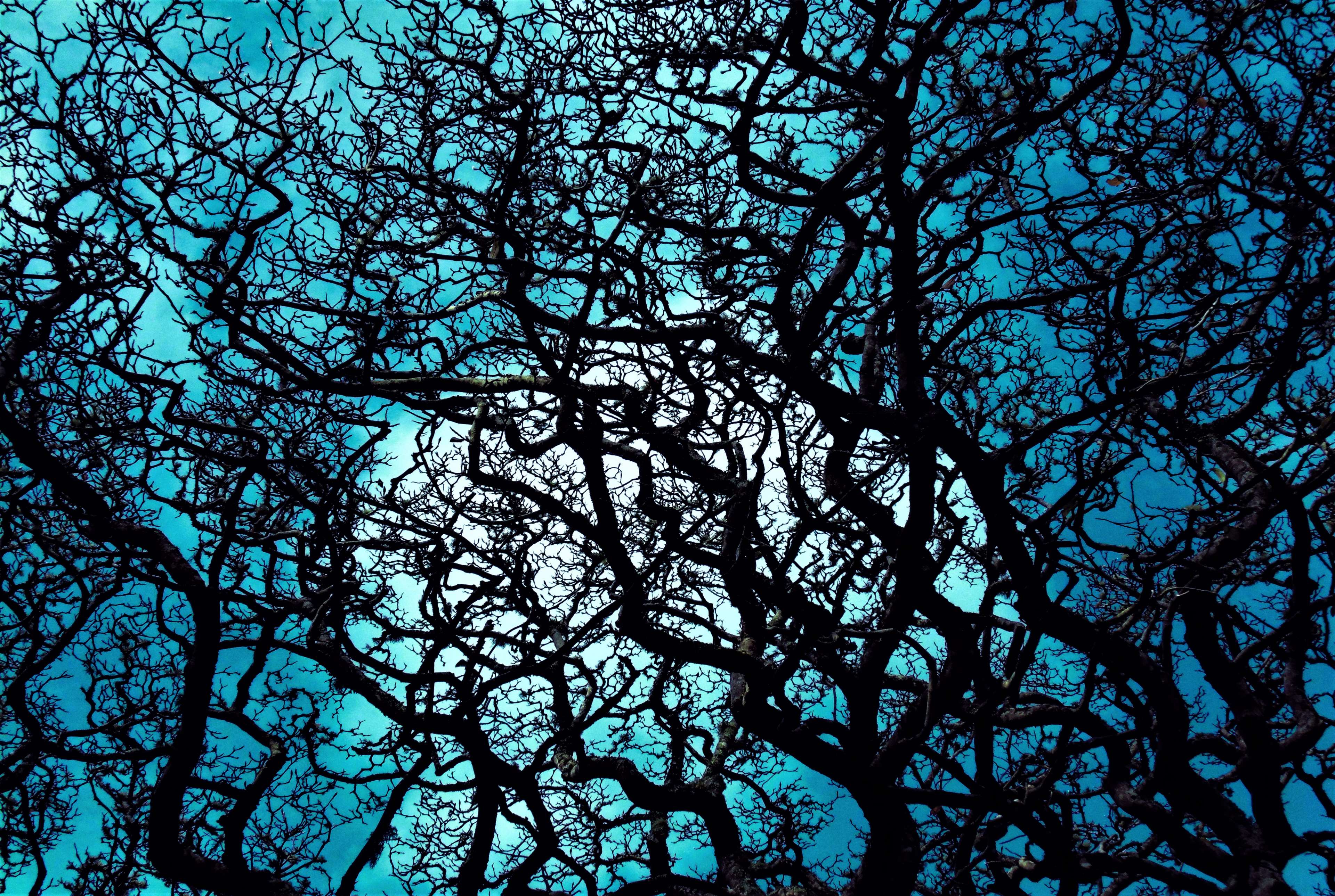 Silhouette of bare tree branches against a bright blue sky HD Wallpaper