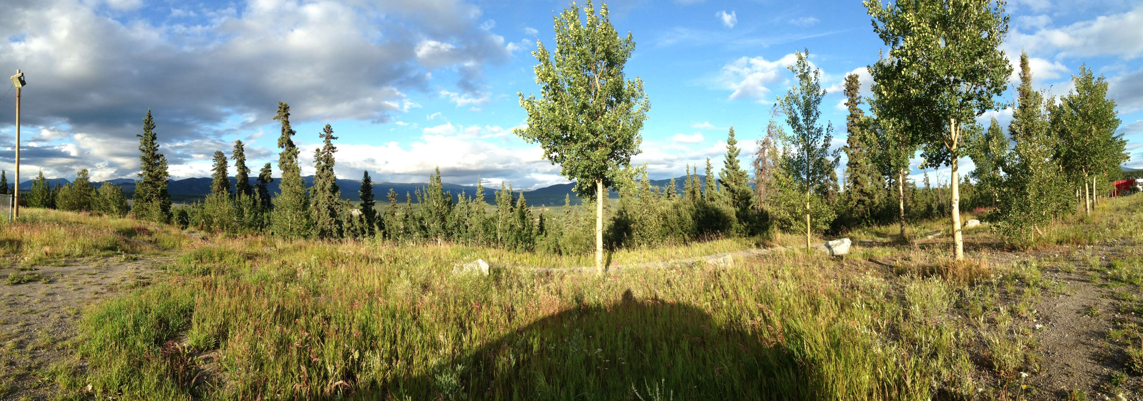 Panorama of Yukon landscape with trees and mountains HD Wallpaper
