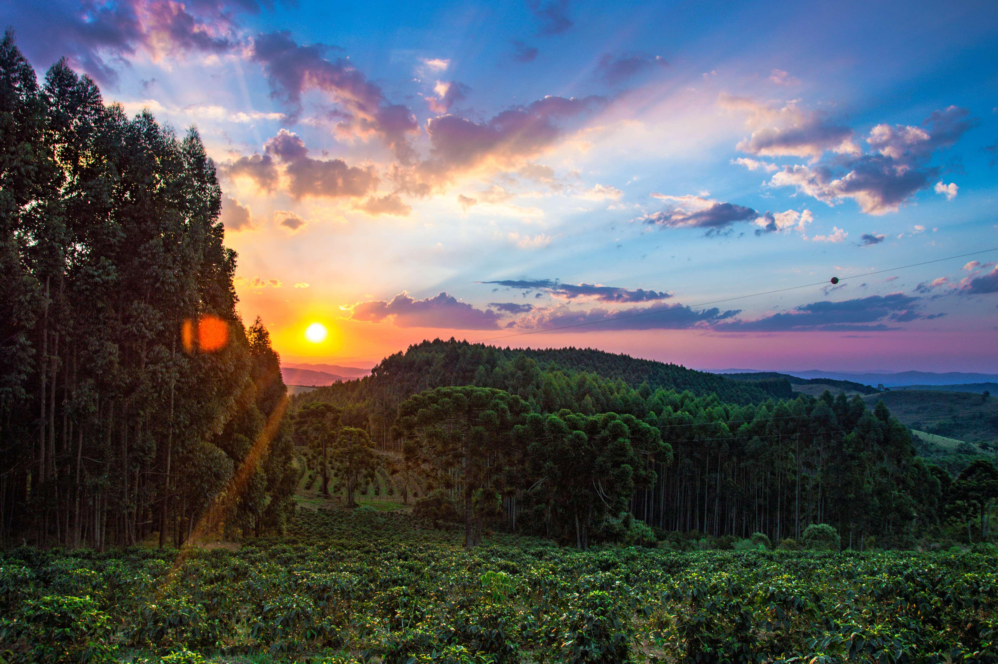 Sunset over coffee plantation and forest hills in Brazil HD Wallpaper