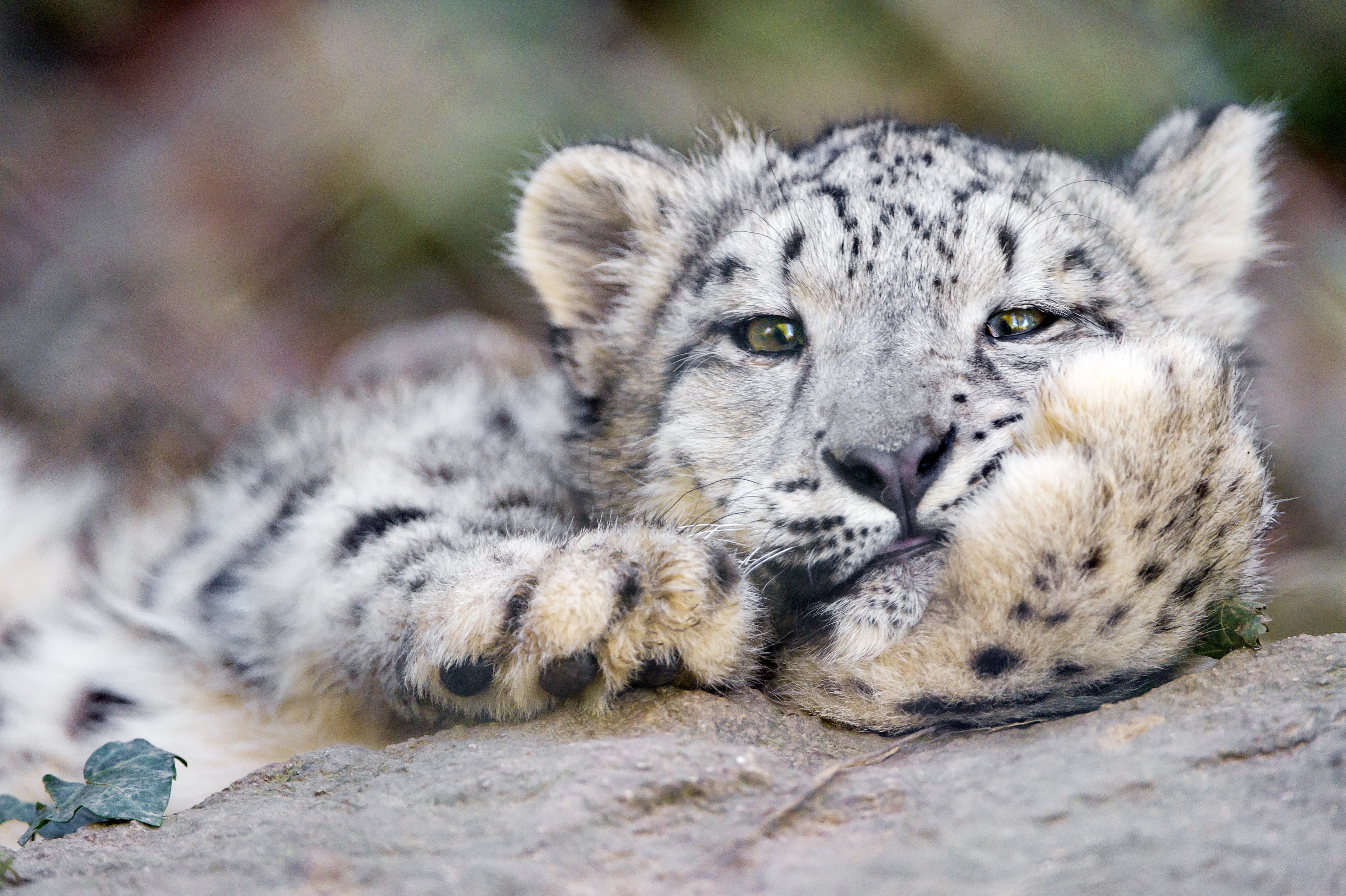 A young snow leopard cub resting on rocks HD Wallpaper