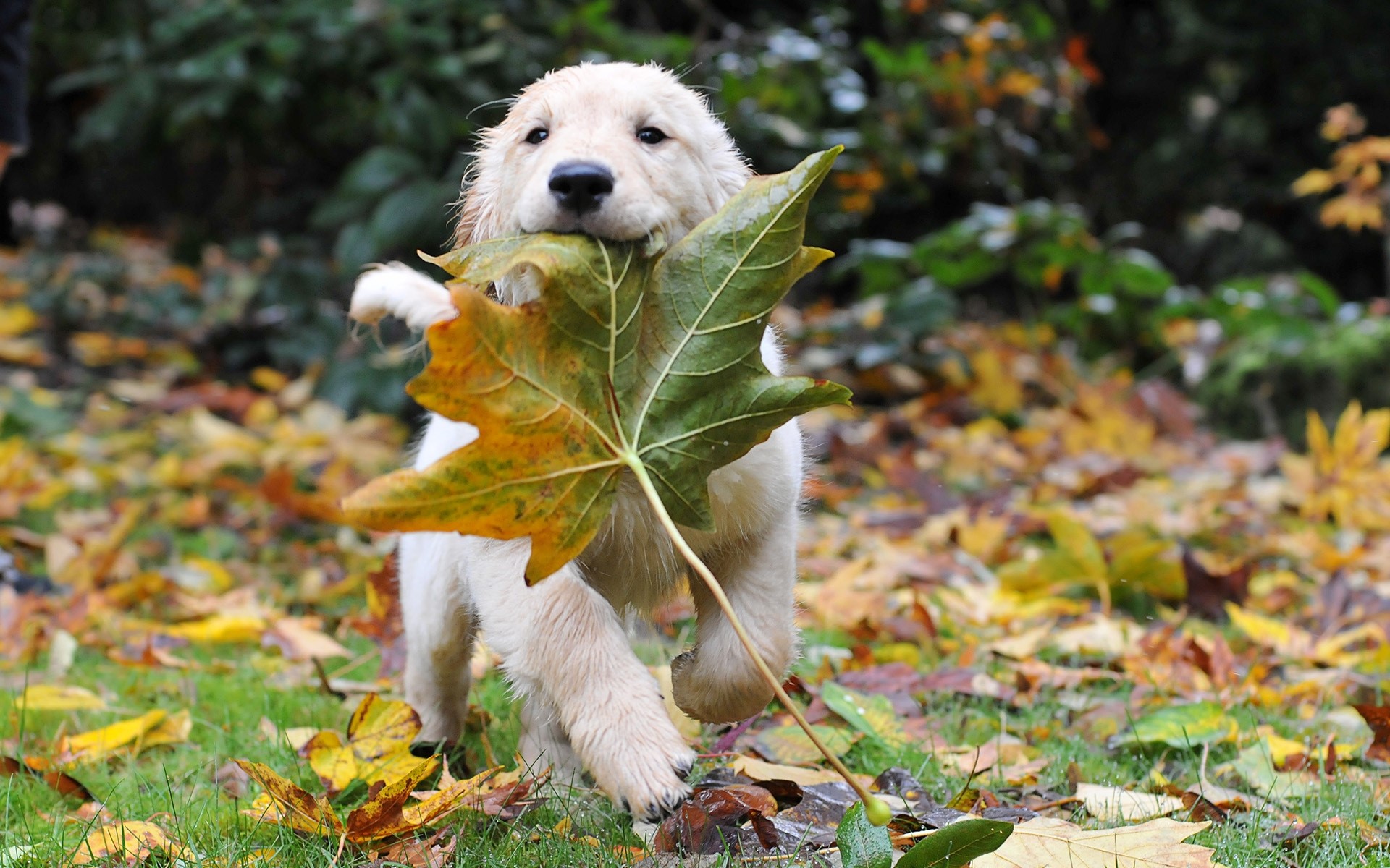 Playful Puppy Running with Leaf in Autumn Park HD Wallpaper