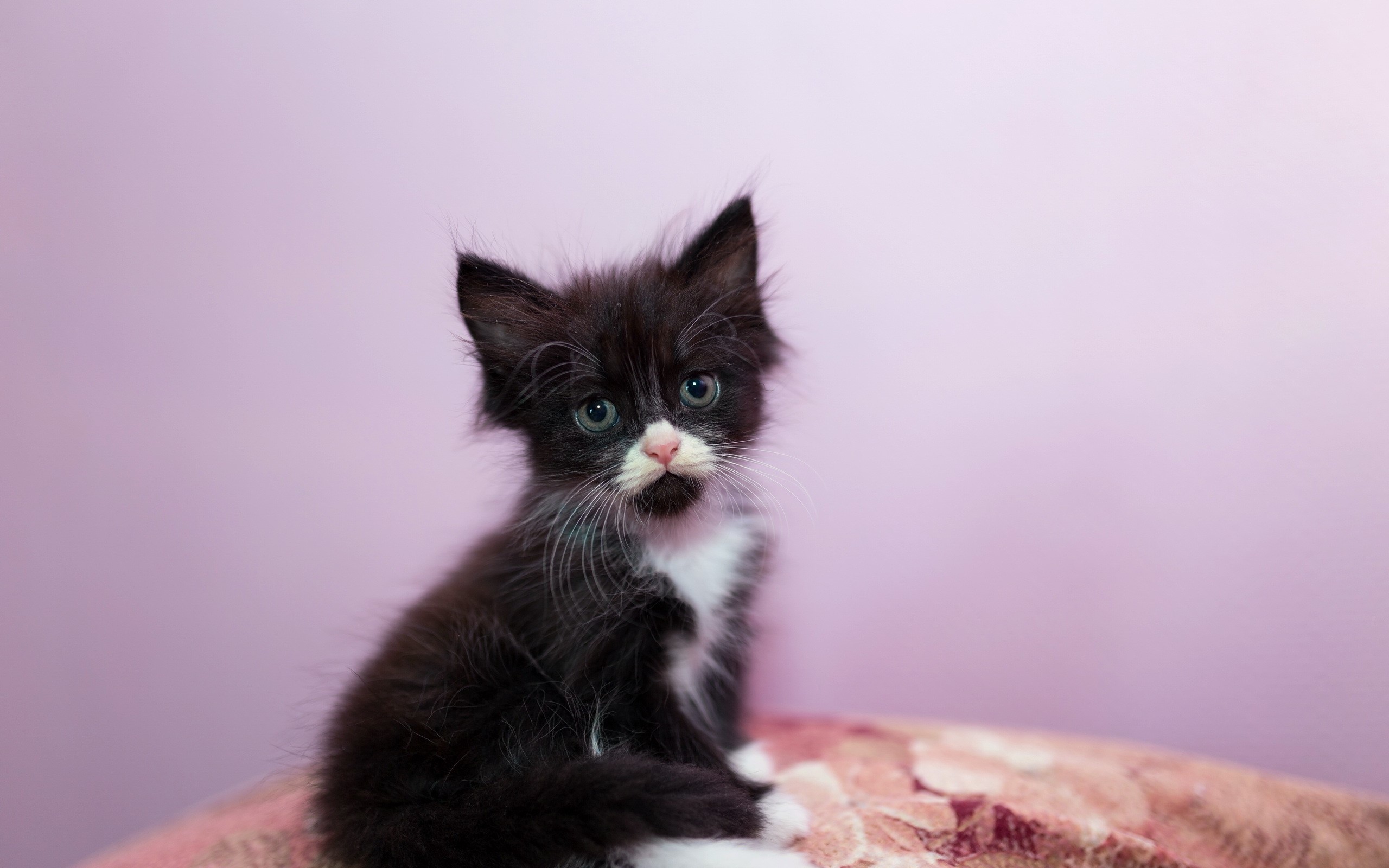 Black and white kitten with blue eyes HD Wallpaper