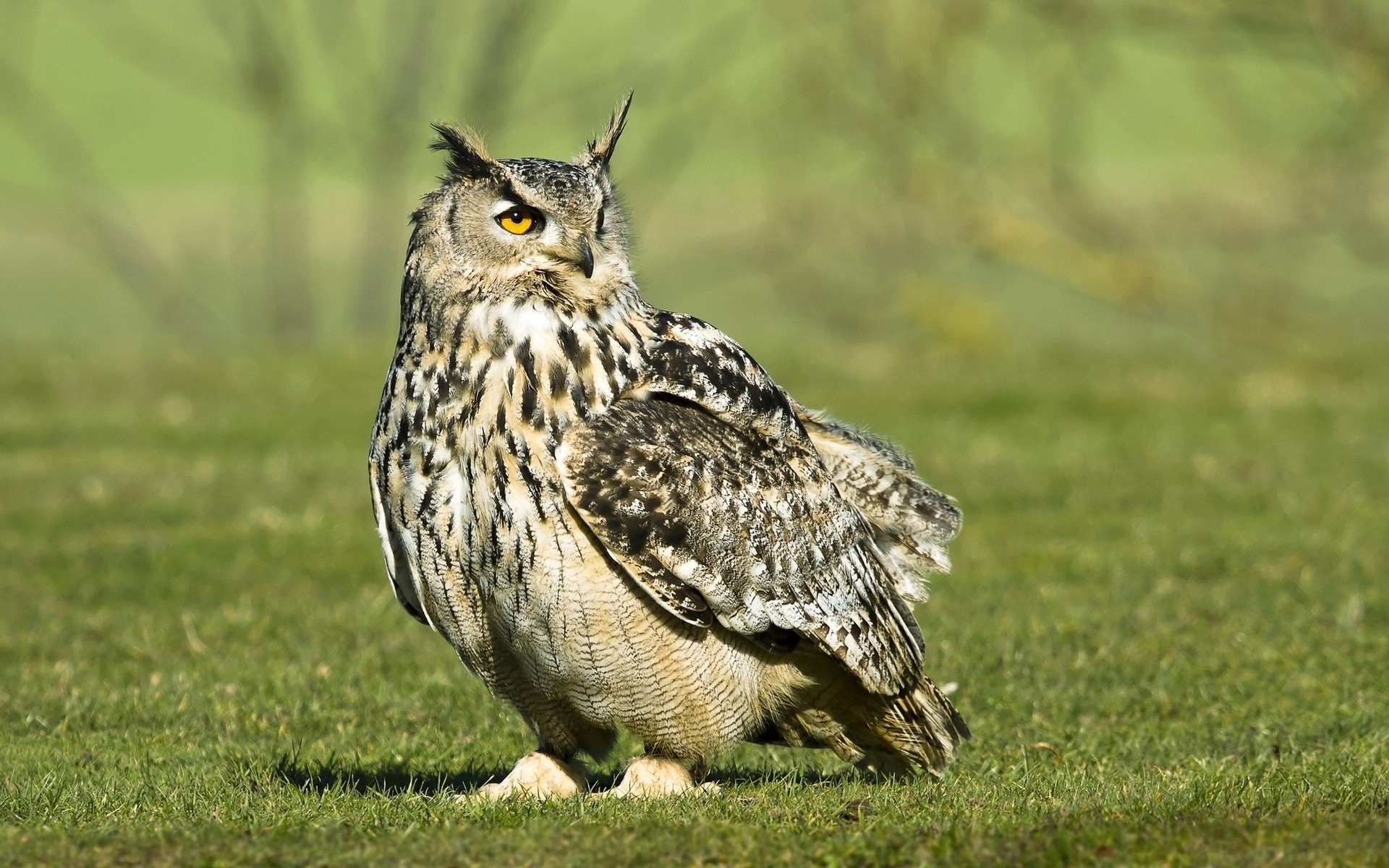 Eurasian Eagle-Owl standing on grass HD Wallpaper