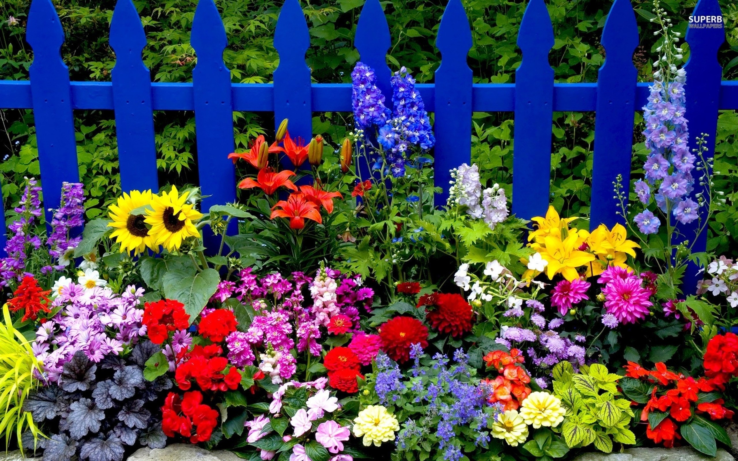 Colorful flower garden with a blue picket fence HD Wallpaper