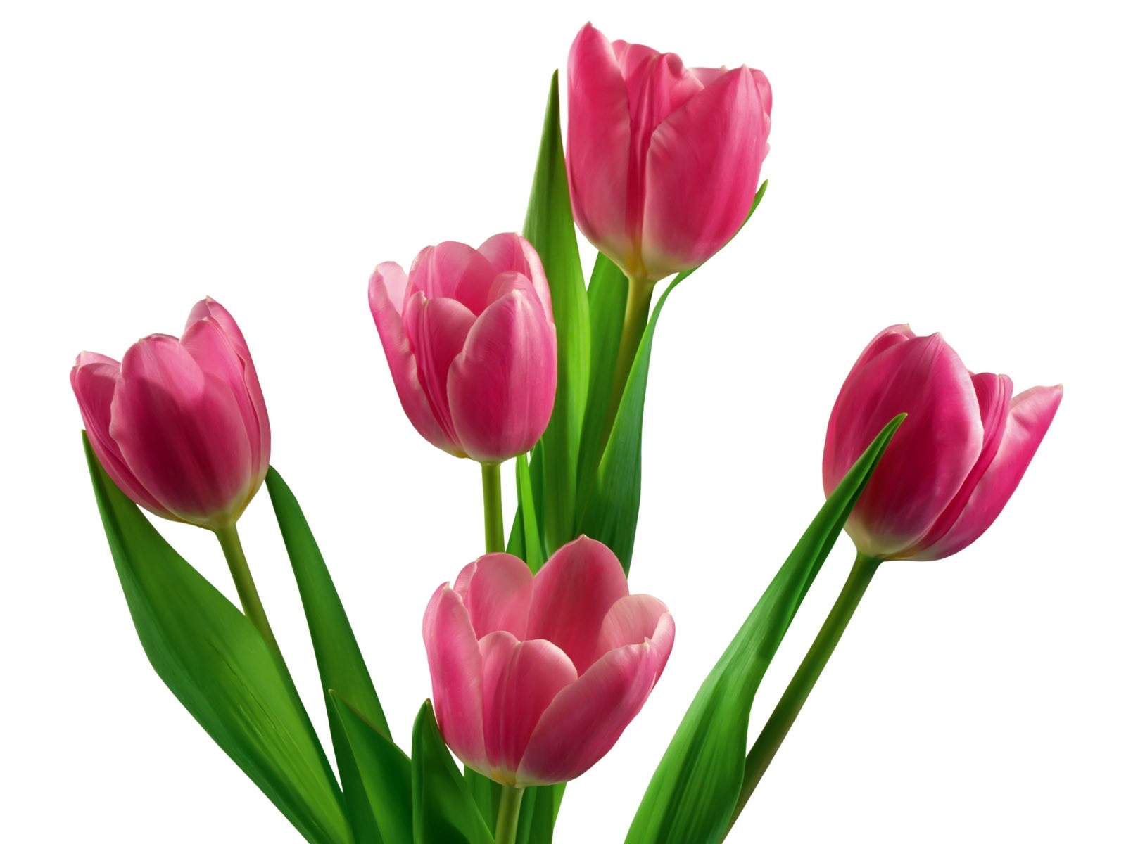 Pink Tulips Bouquet HD Wallpaper