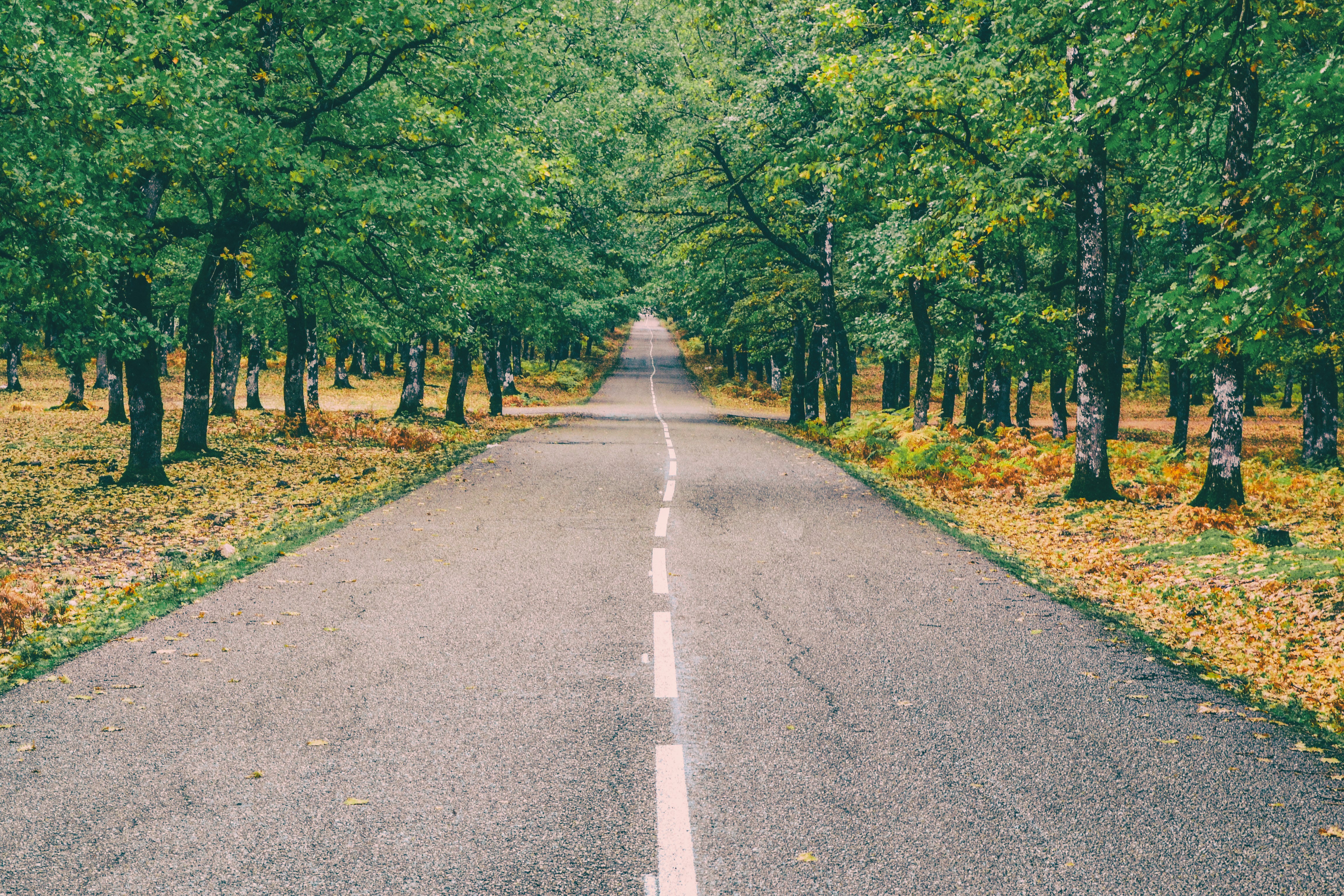Quiet Autumn Road with Green Trees and Markings HD Wallpaper