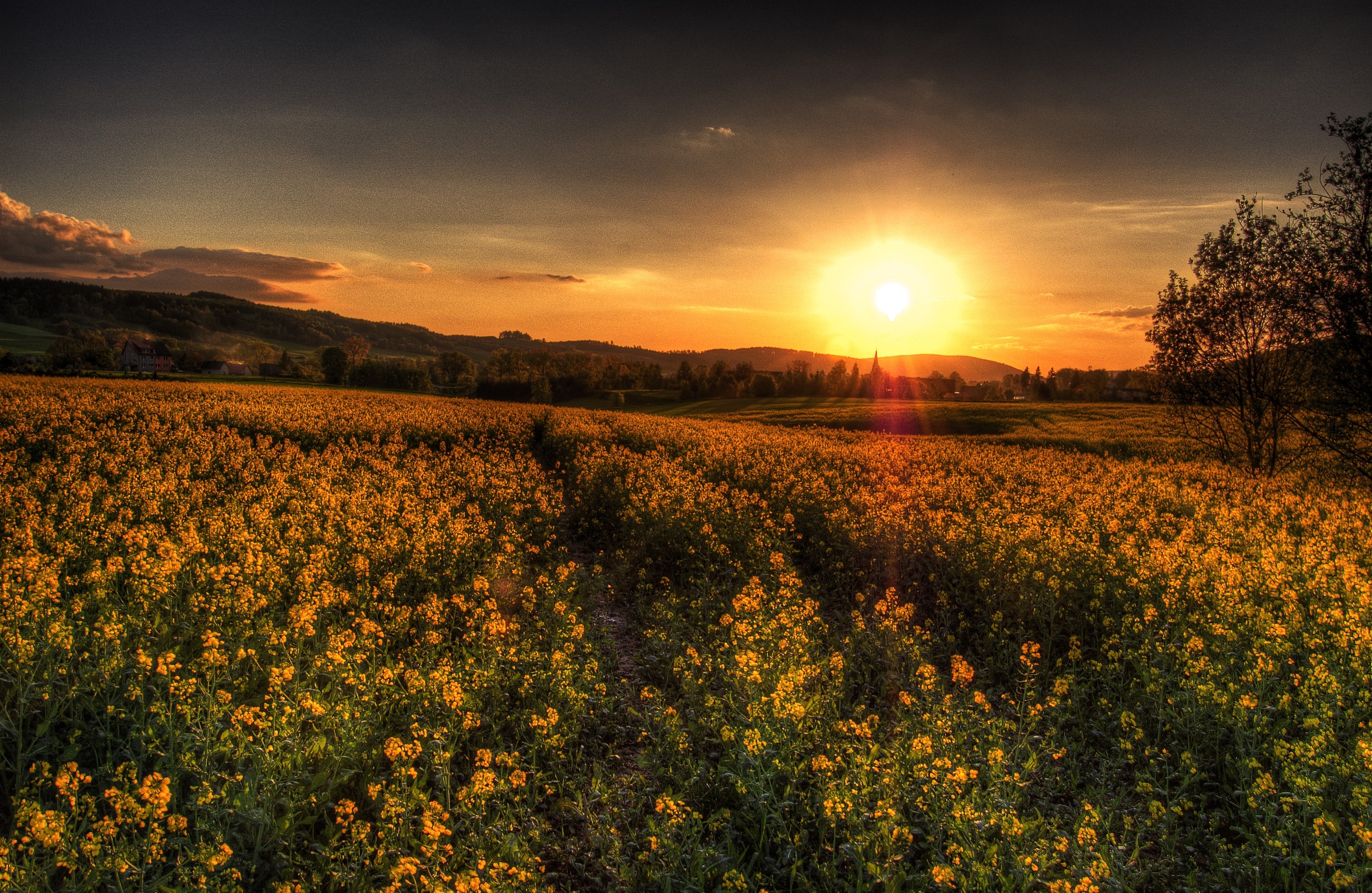 Sunset over a field of yellow flowers HD Wallpaper