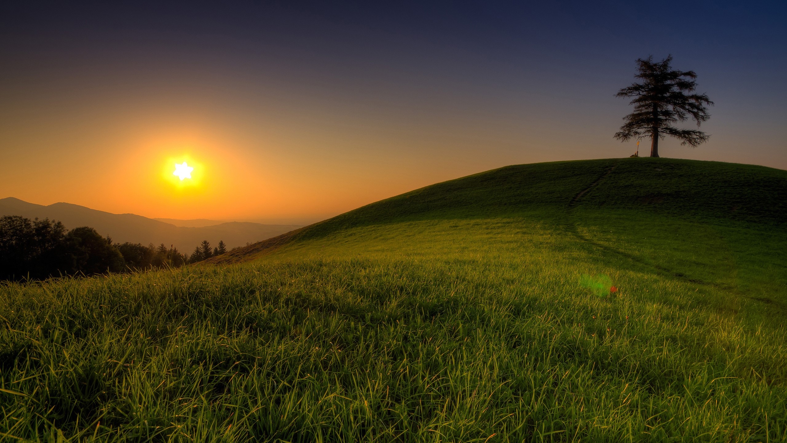 Sunset over a grassy hill with a lone tree HD Wallpaper