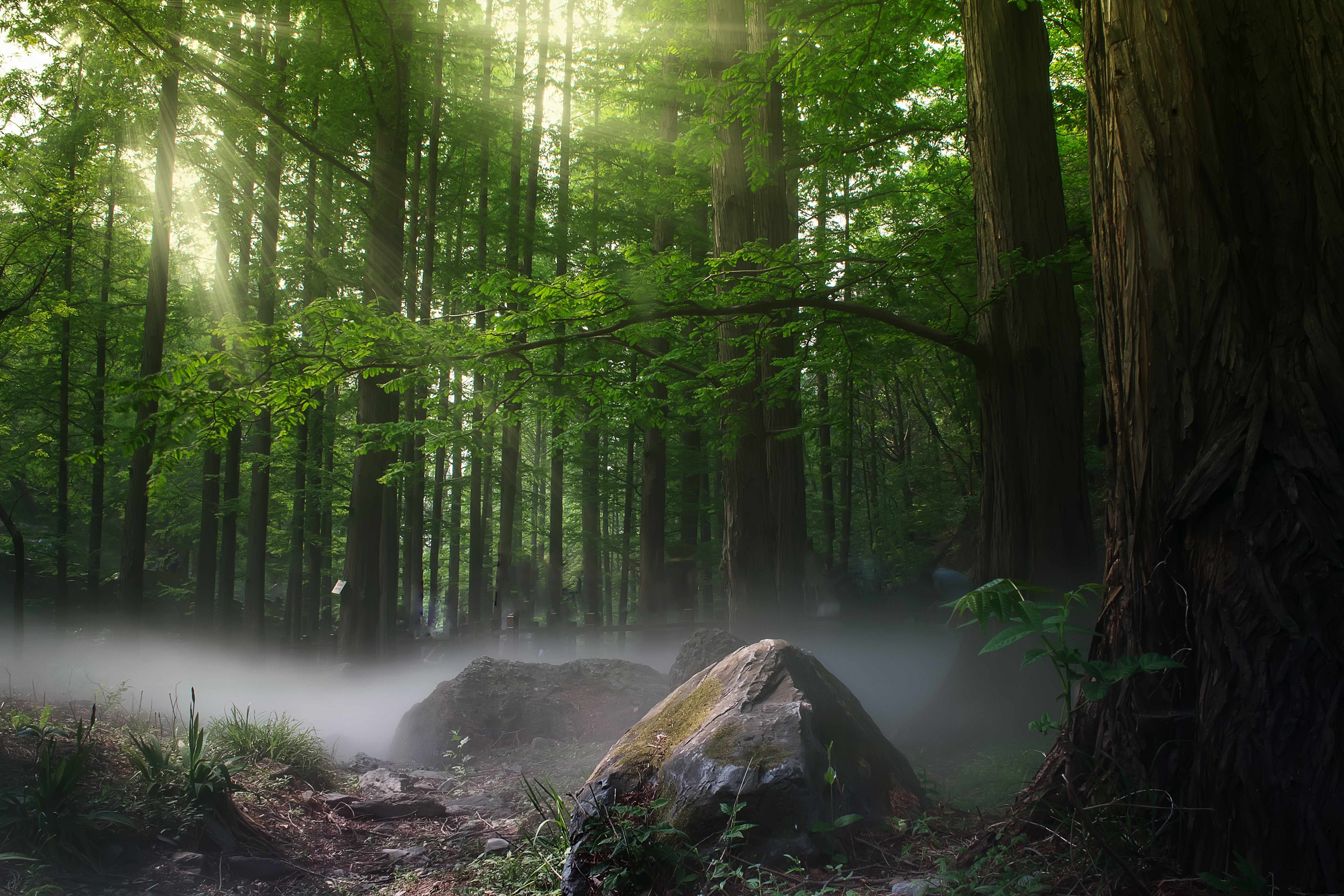 Sunbeams in a misty forest with rocks HD Wallpaper
