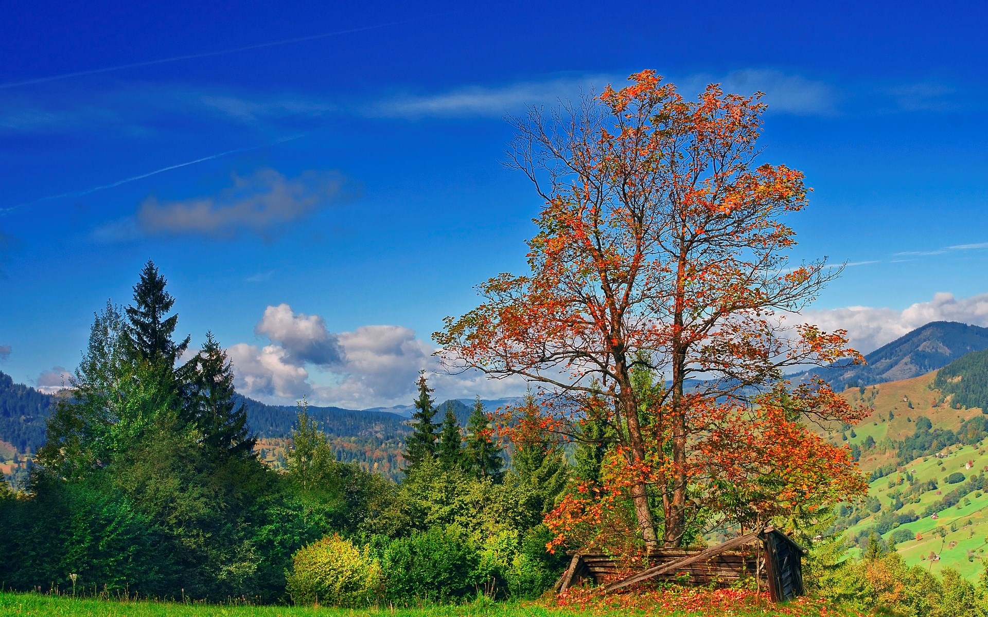 Autumn tree in a mountain landscape HD Wallpaper