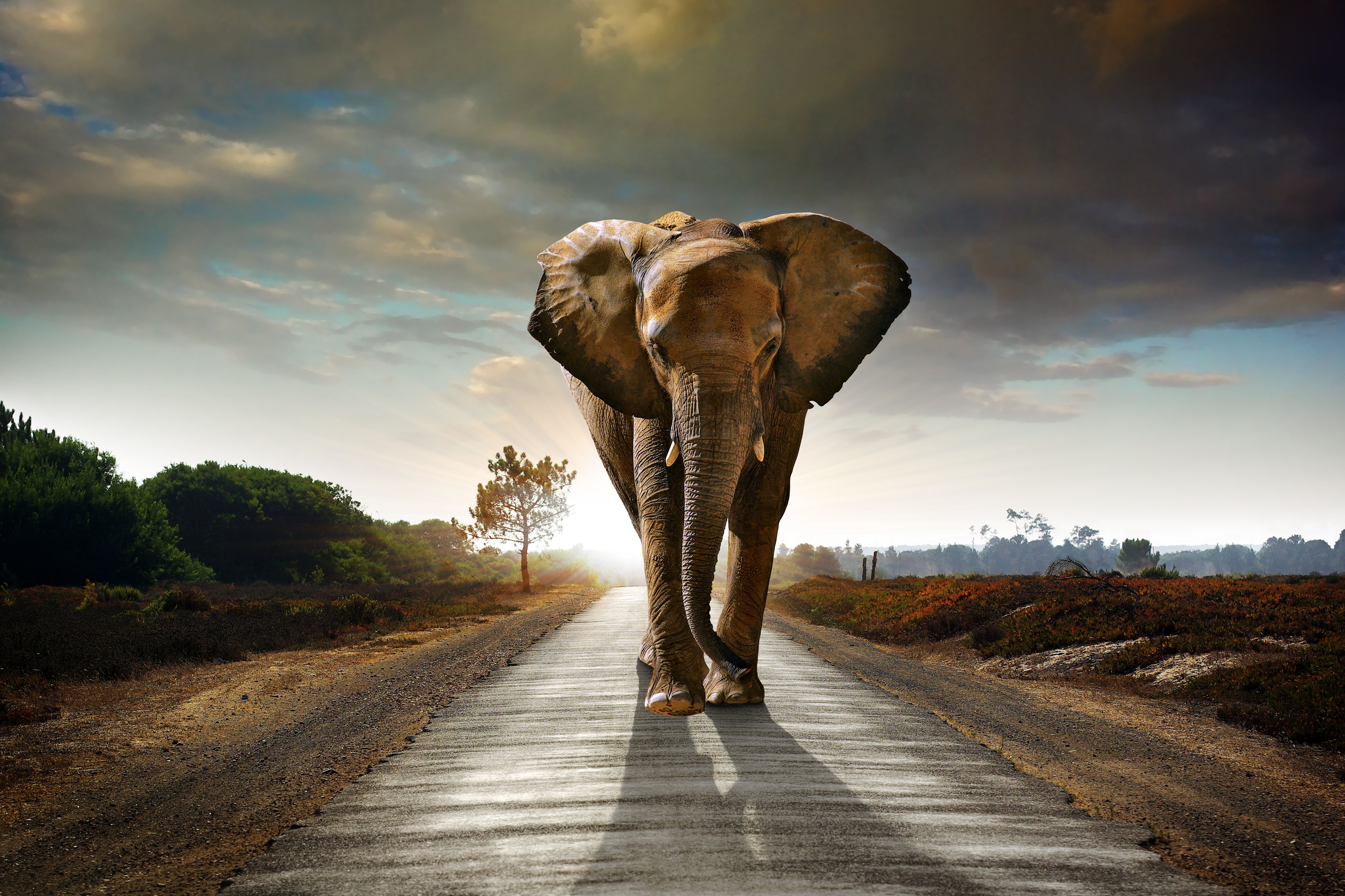 Elephant walking on a road at sunset HD Wallpaper