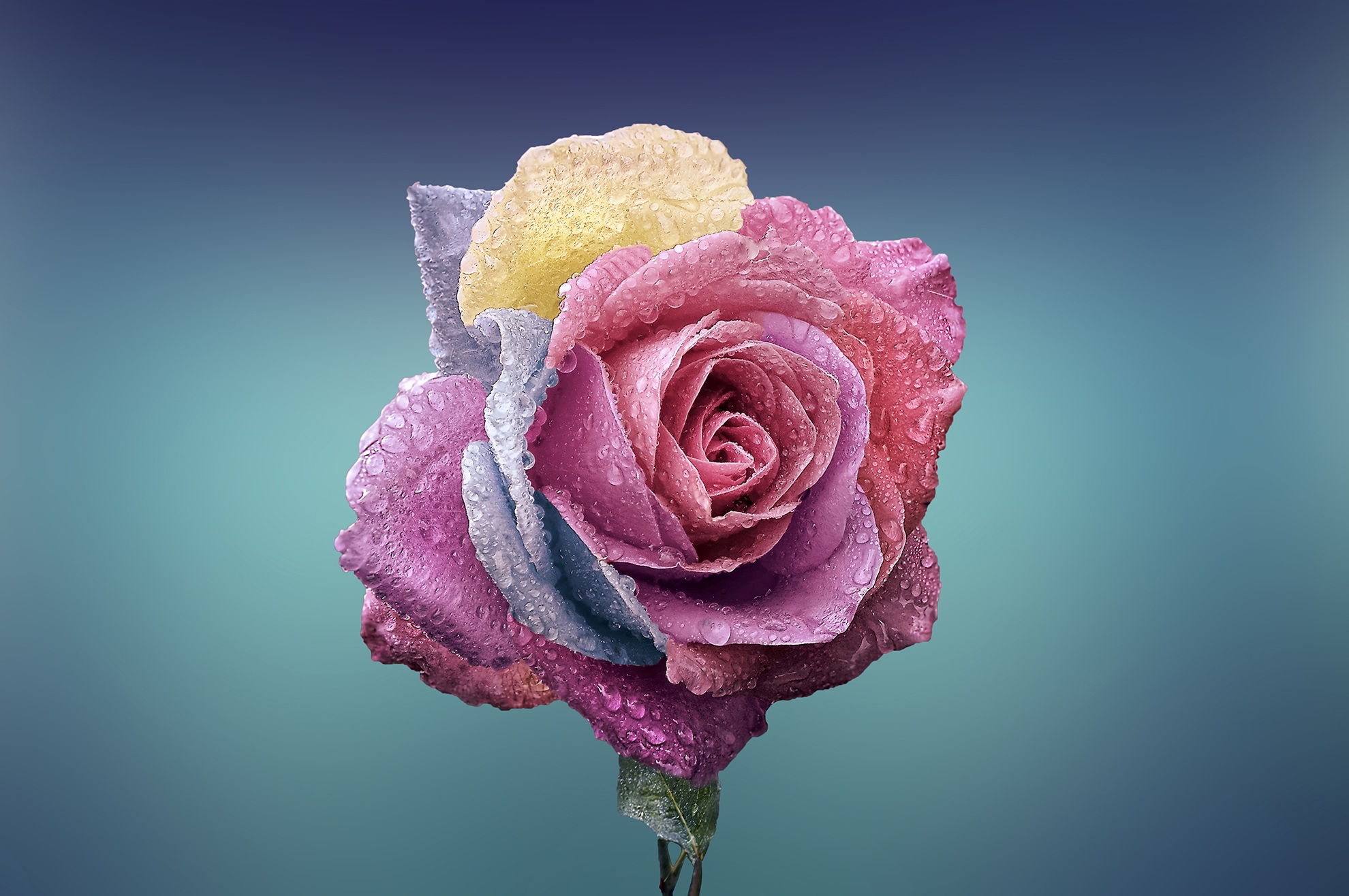 Multi-colored rose with water droplets HD Wallpaper
