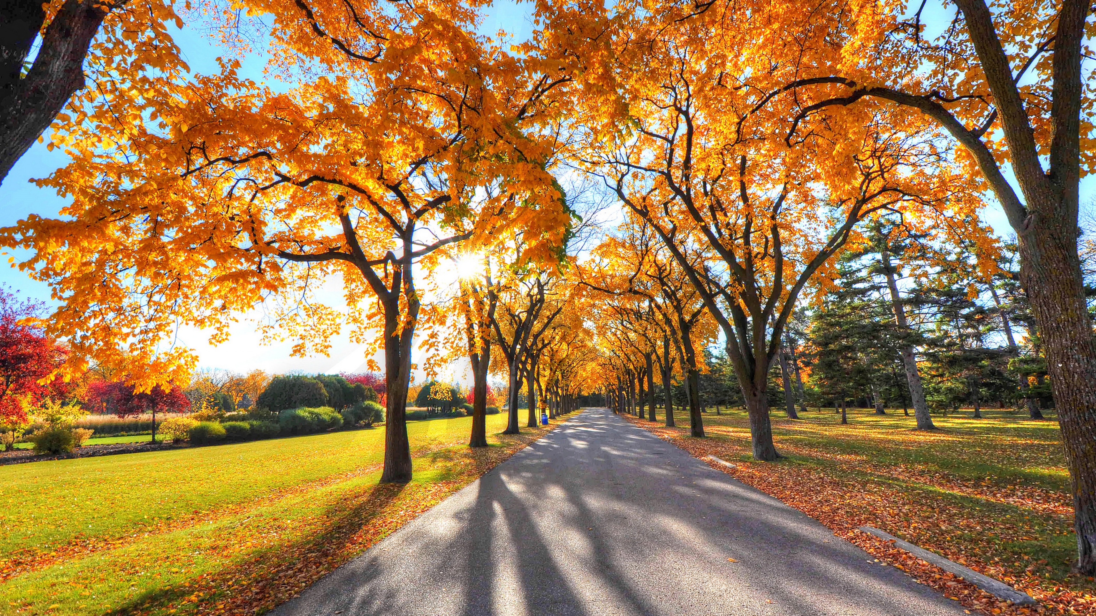 Autumn park with trees and a road HD Wallpaper