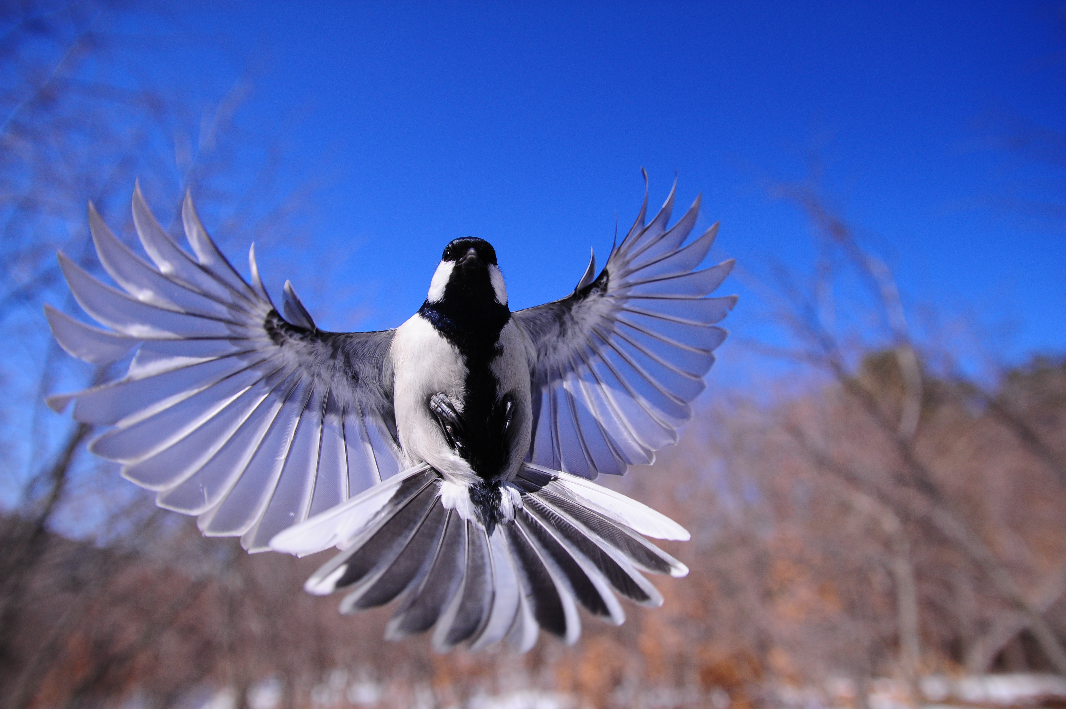 A bird with wings spread wide in flight HD Wallpaper