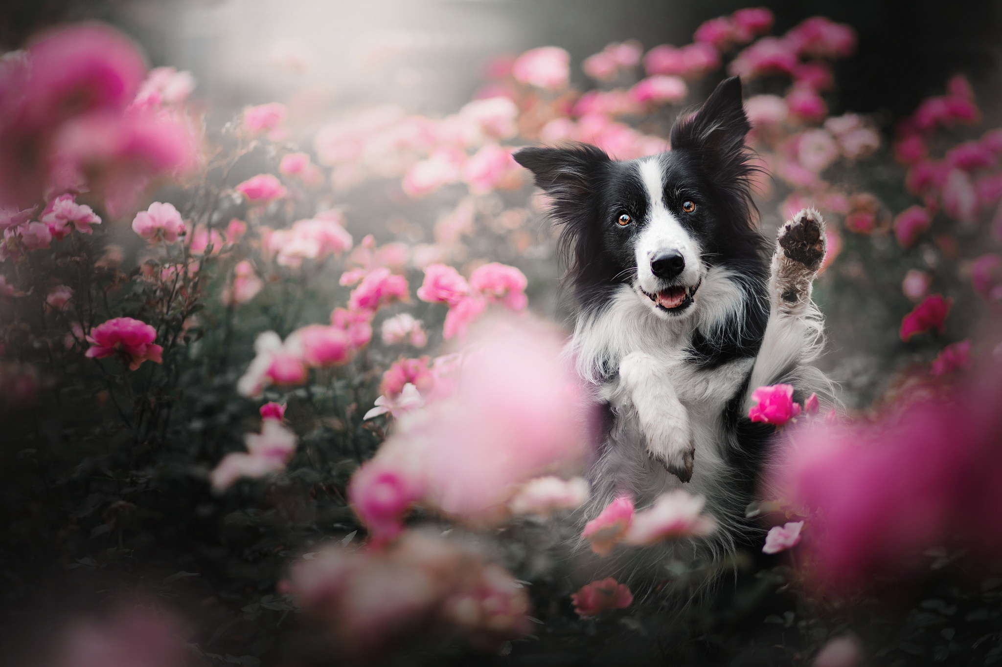 Border Collie dog playing in pink flowers HD Wallpaper