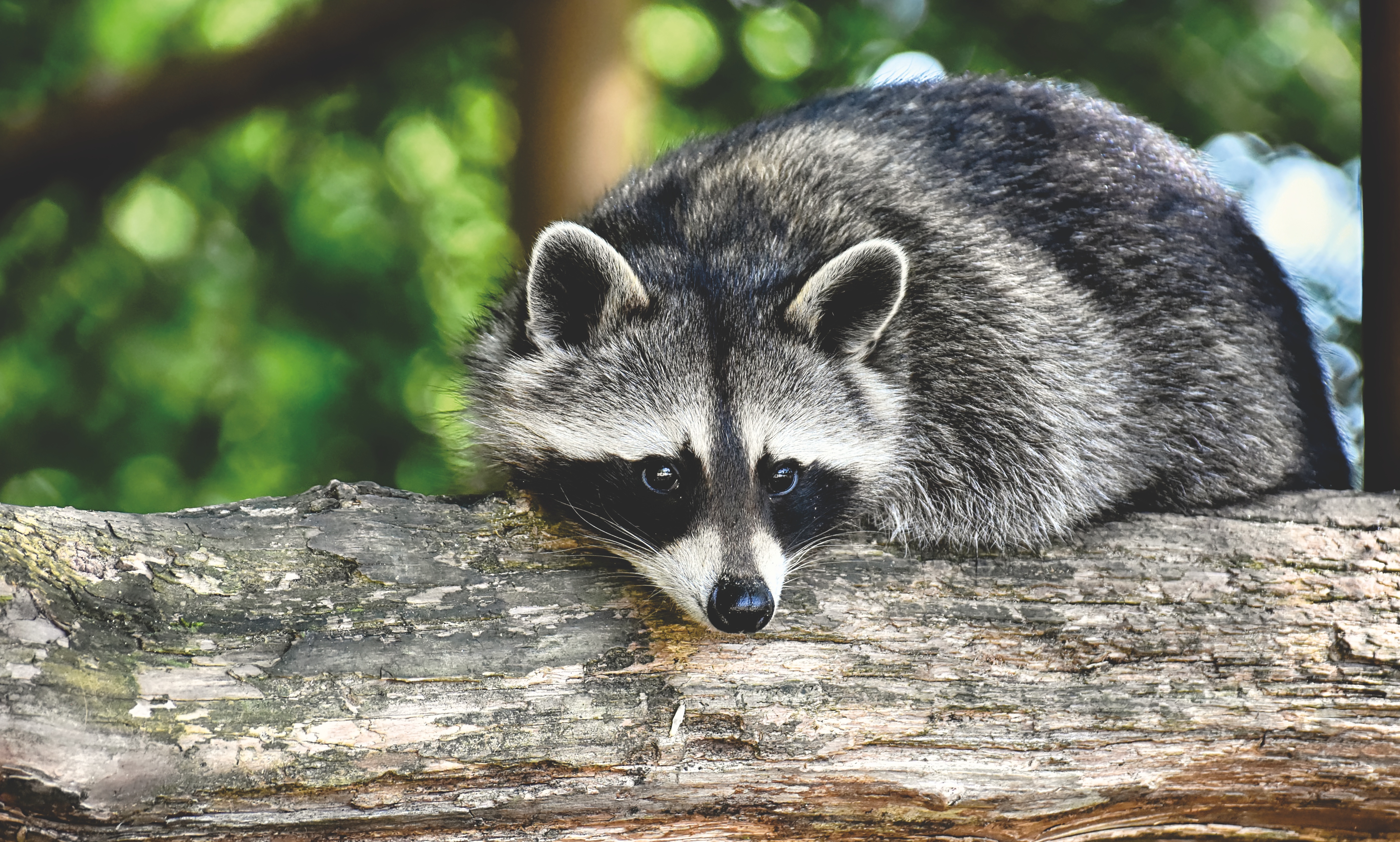 Raccoon on a tree branch HD Wallpaper