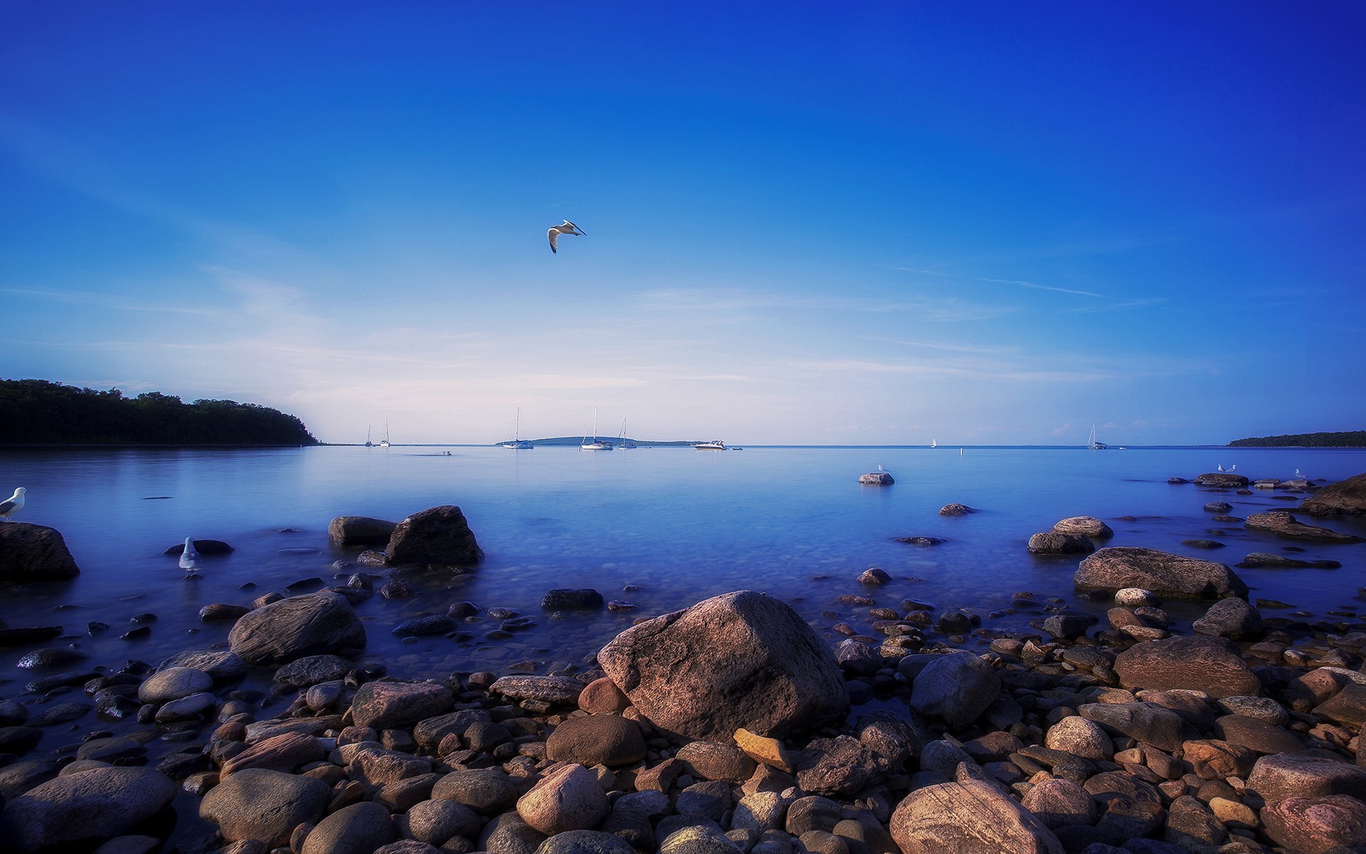 Seagulls flying over a rocky shore and calm ocean HD Wallpaper