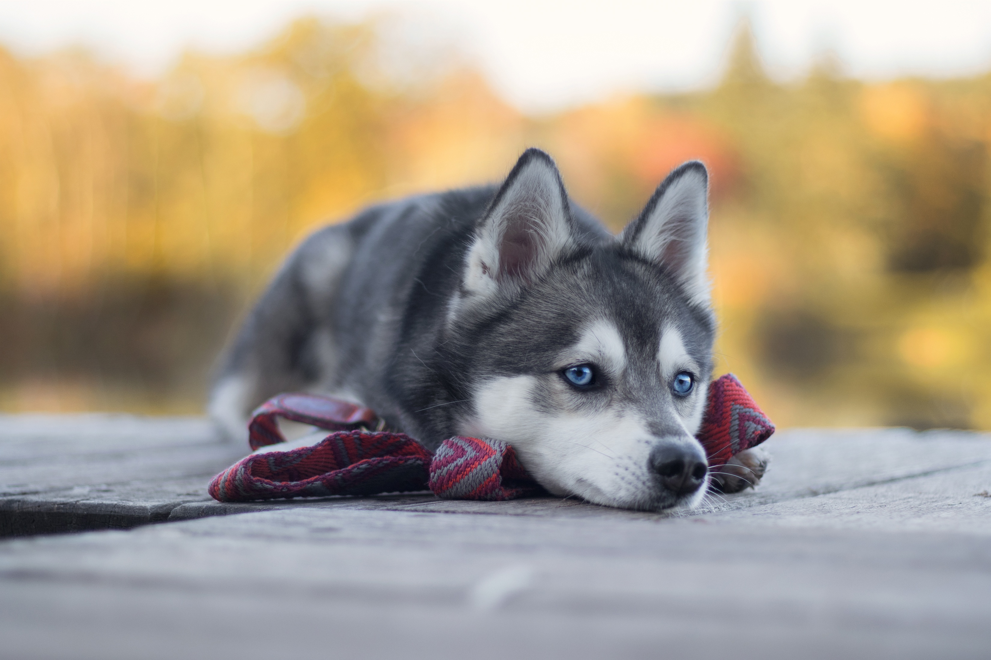 Husky dog with blue eyes lying on wooden surface HD Wallpaper