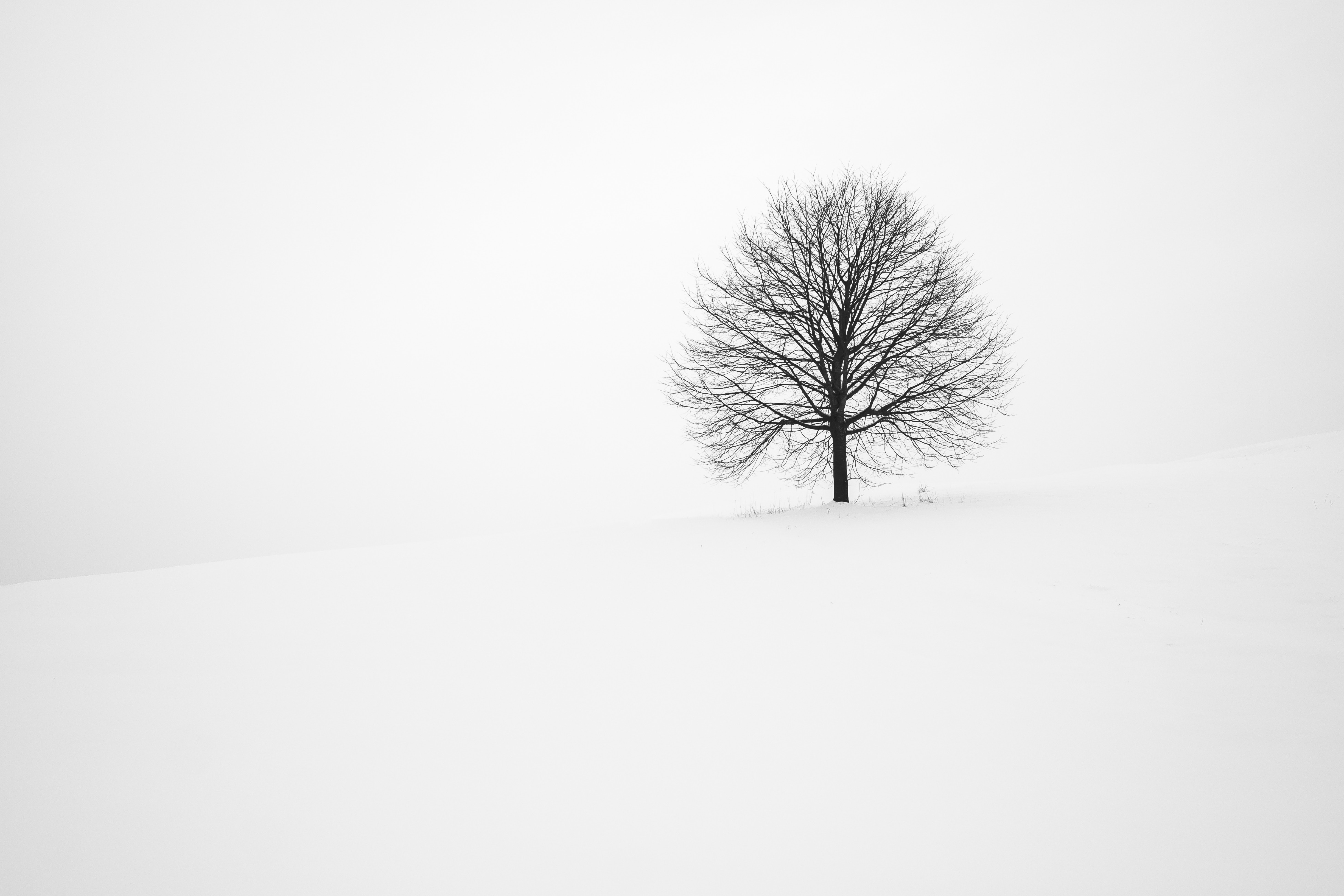 Solitary bare tree in a vast snowy landscape HD Wallpaper