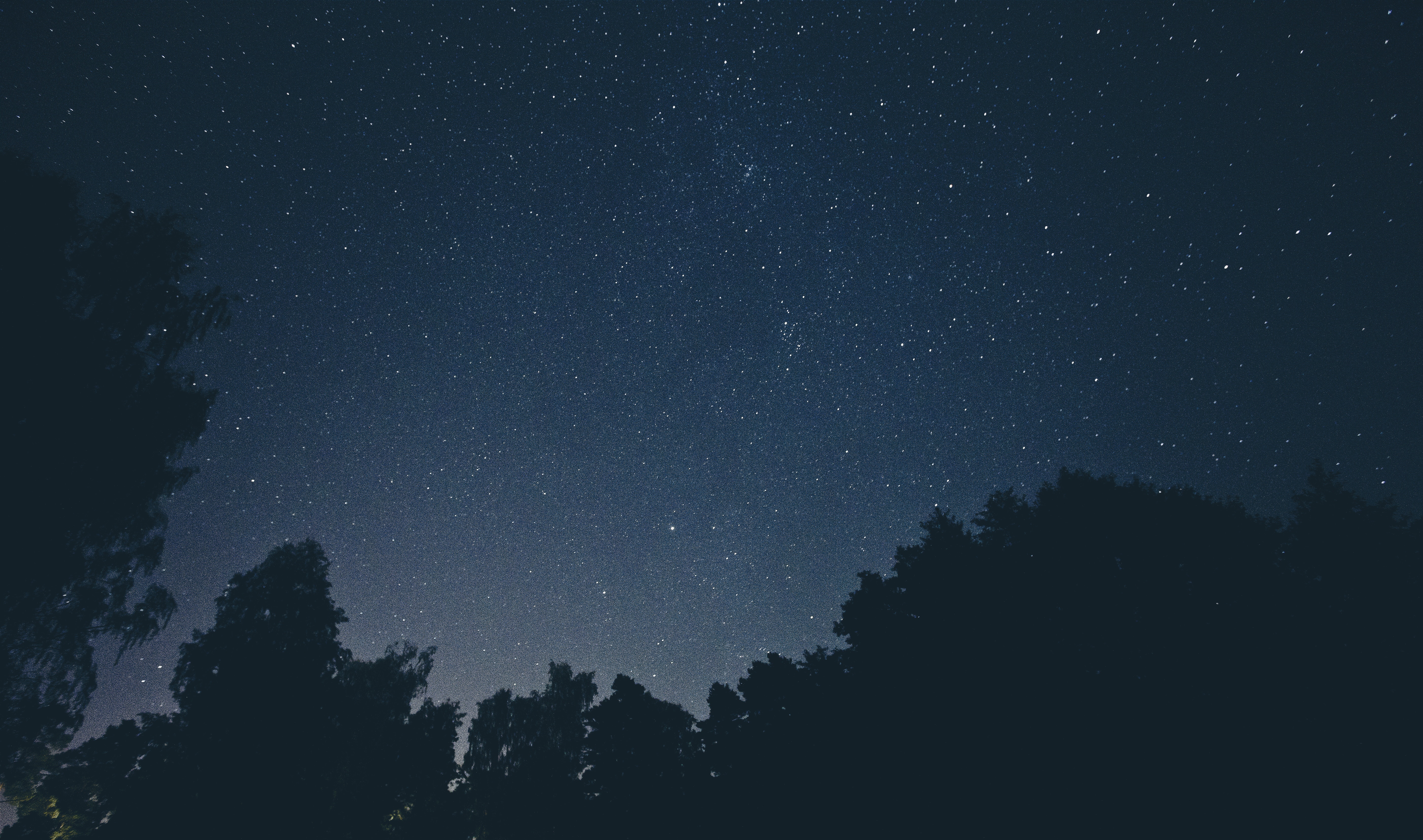 Starry night sky over silhouetted trees HD Wallpaper
