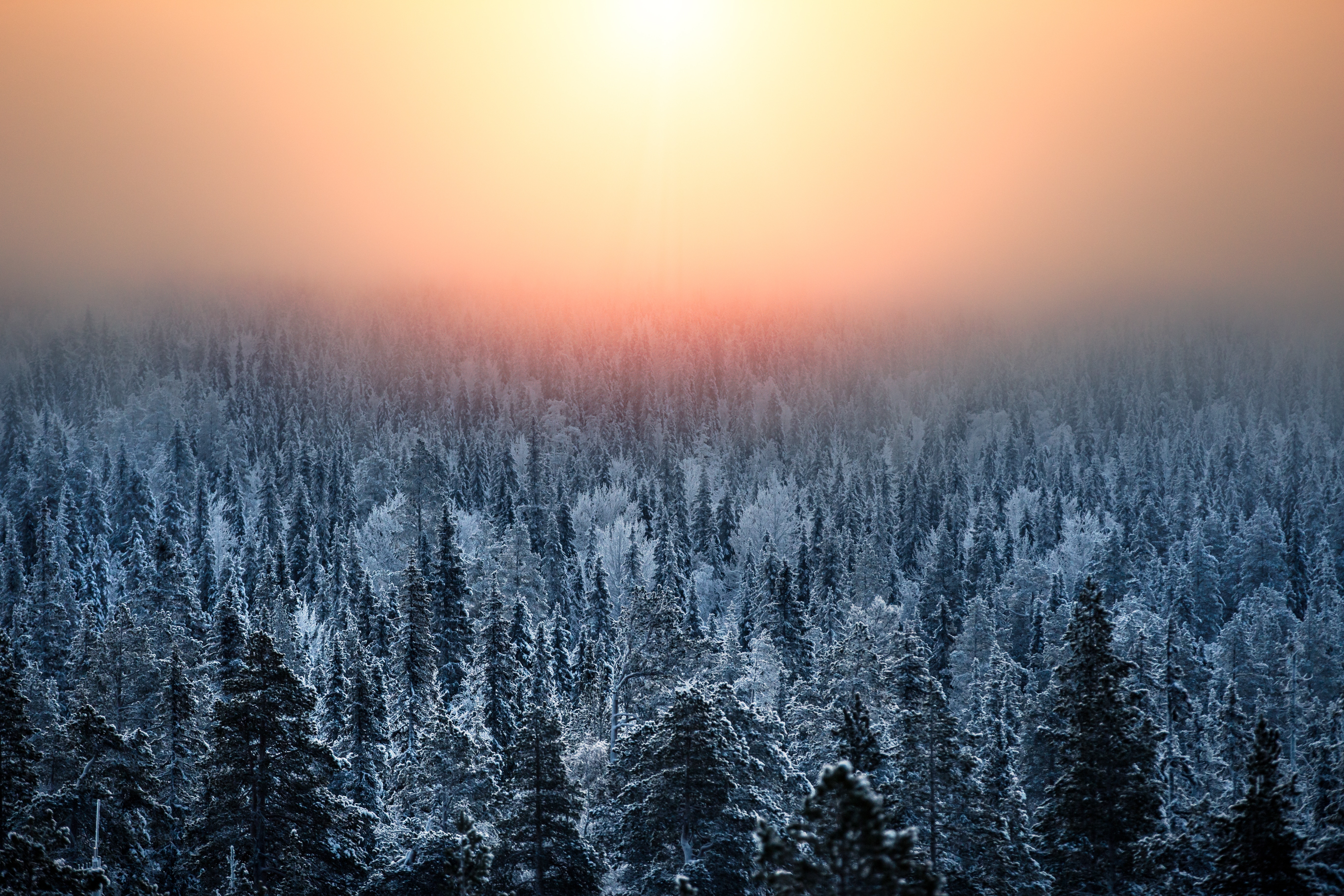 Winter forest in Lapland during golden hour HD Wallpaper