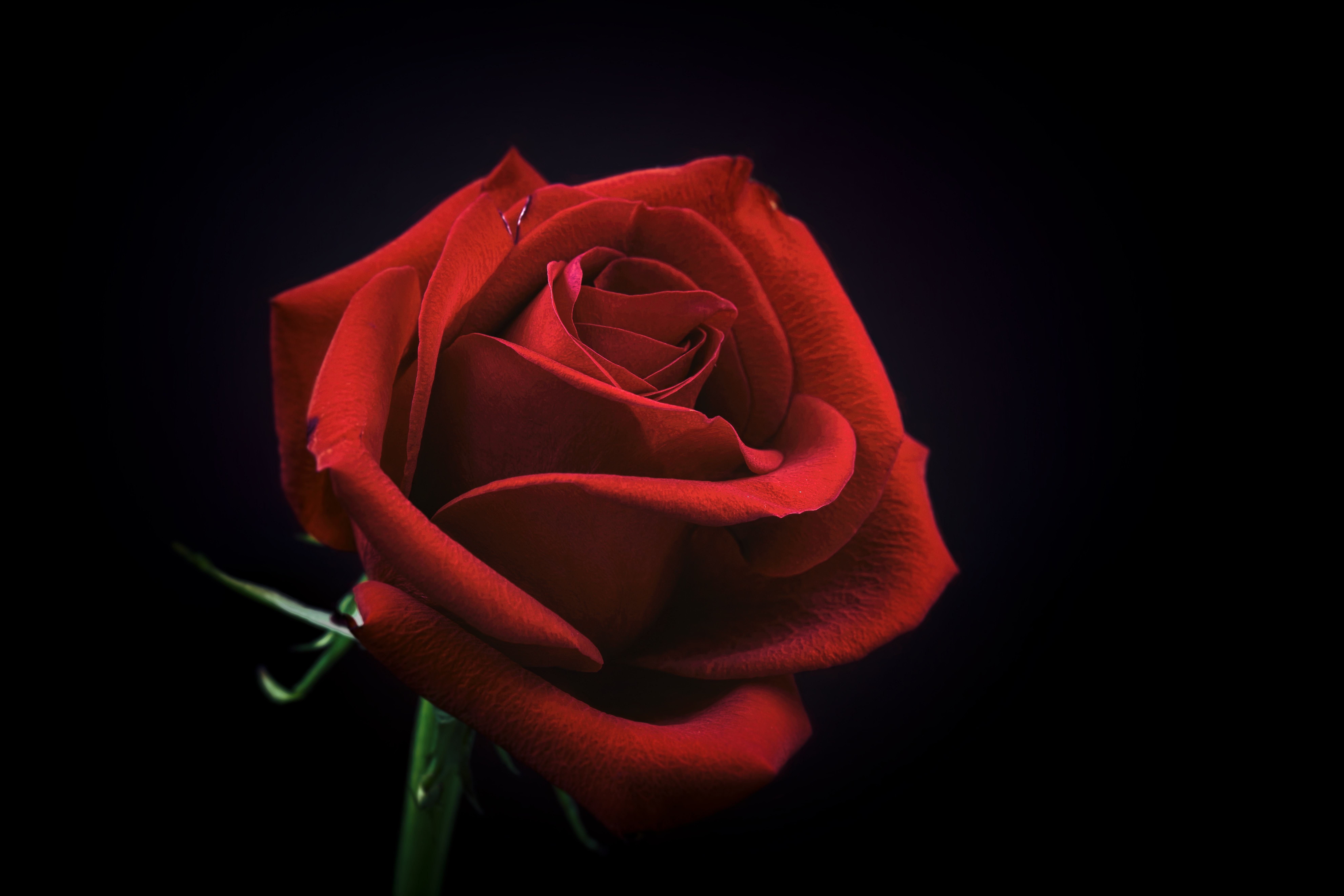 Red rose with water droplets on black background HD Wallpaper