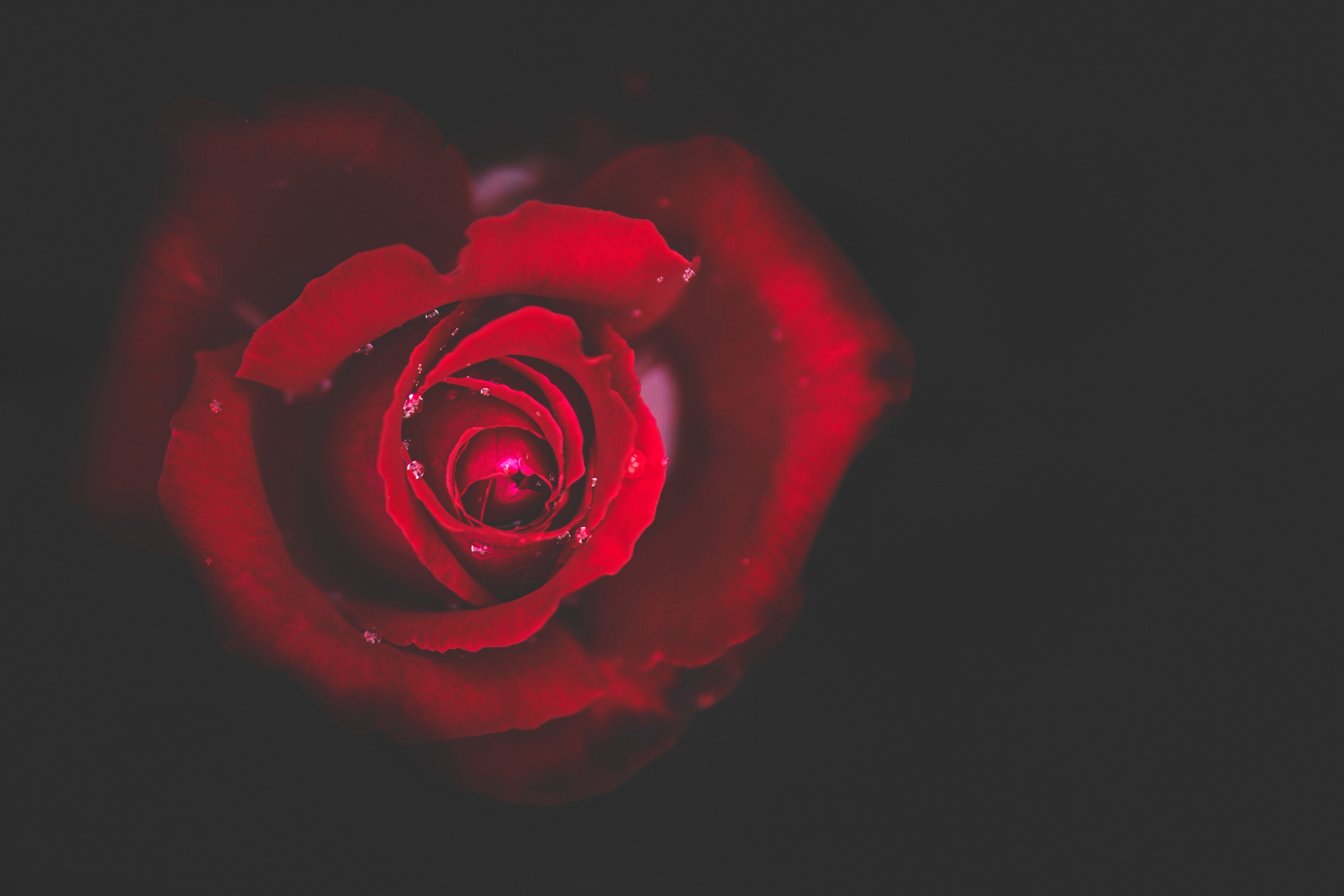 Red rose with water drops on black background HD Wallpaper