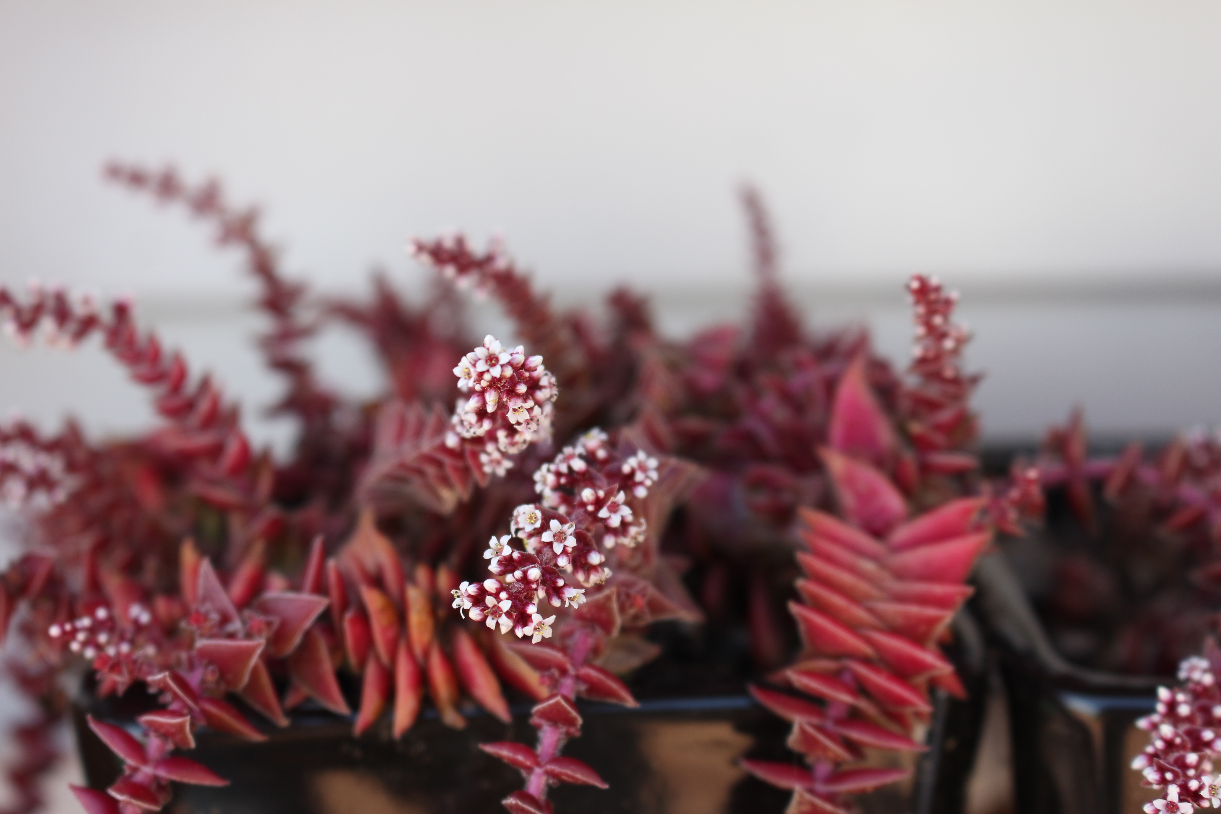 Red succulent plant with small white flowers HD Wallpaper